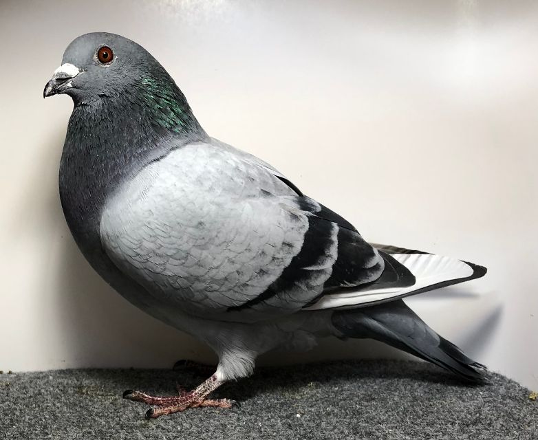 25137 RMR AU 2025 BBWF C