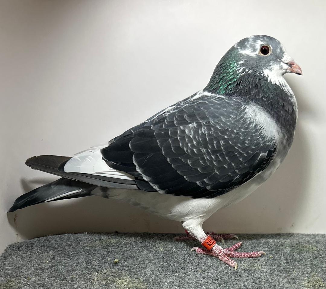 26878 RMR AU 2026 DCSP Cock