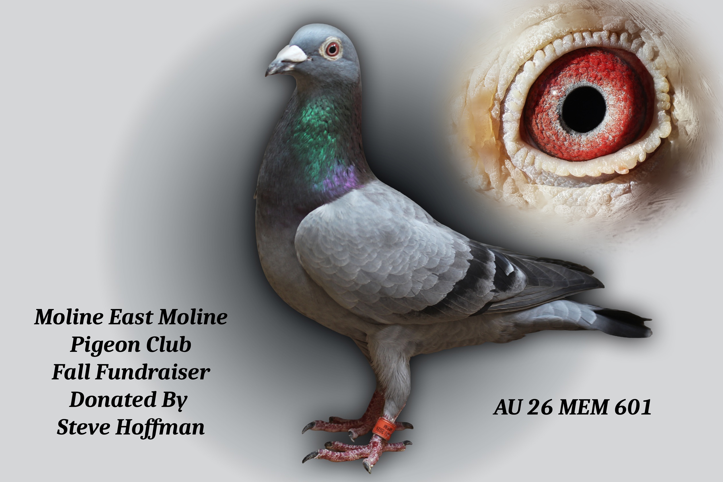 AU 26 MEM 601 Cock