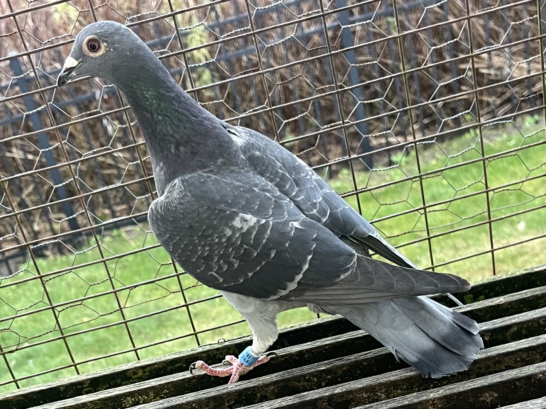 25/LUDO-45  VEL H- prize winner in 300mi 2025 I.F. Convention race.