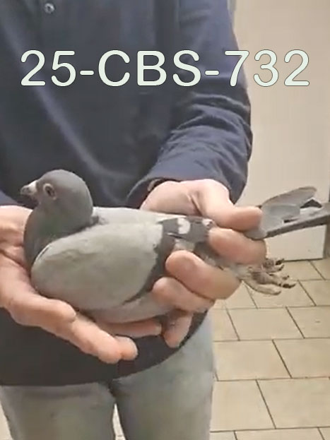 25-CBS-732 Blue hen. 