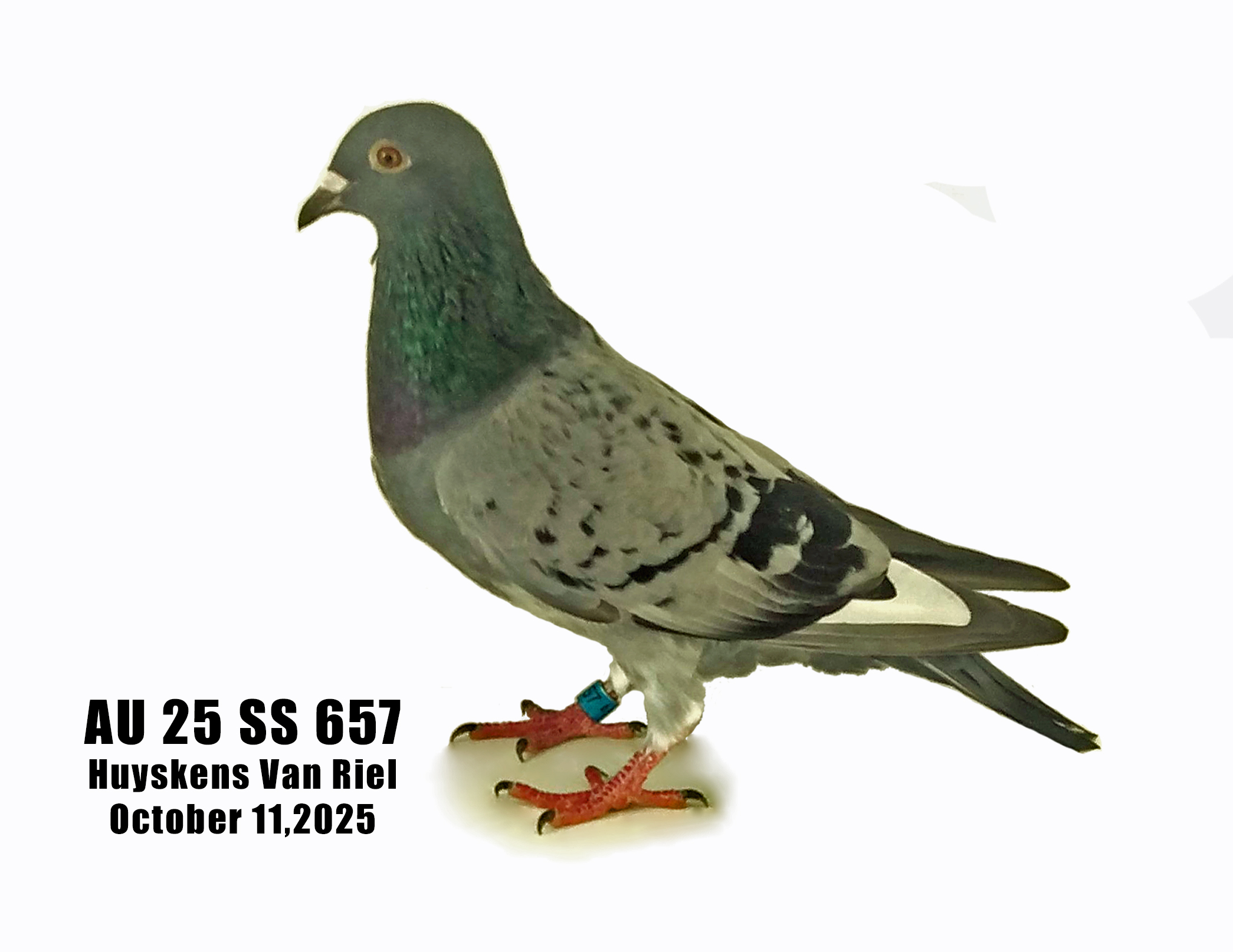 AU 25 SS 657 Huyskens Van Riel Hen