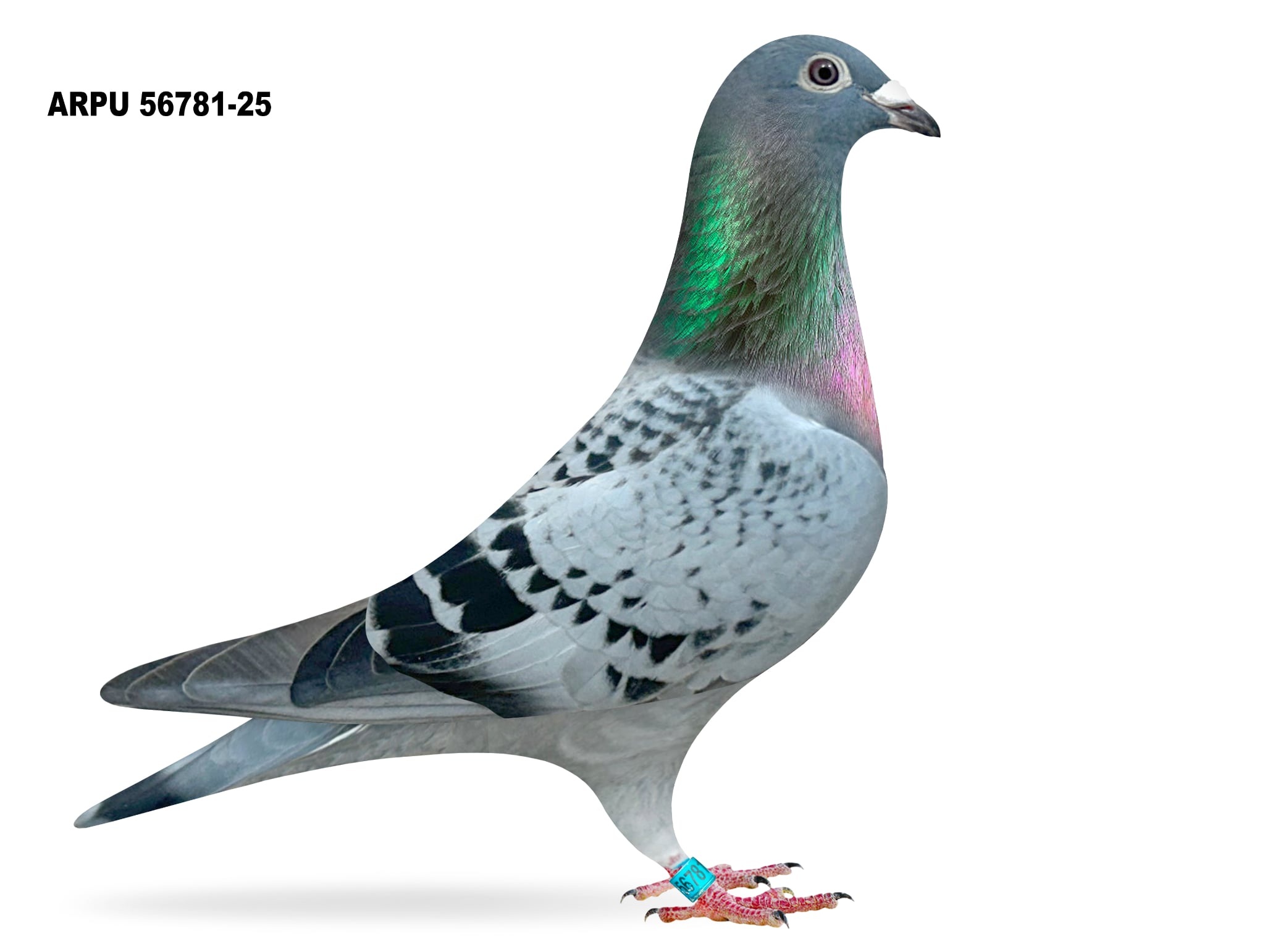 iPigeon.com - Racing Pigeon Auction
