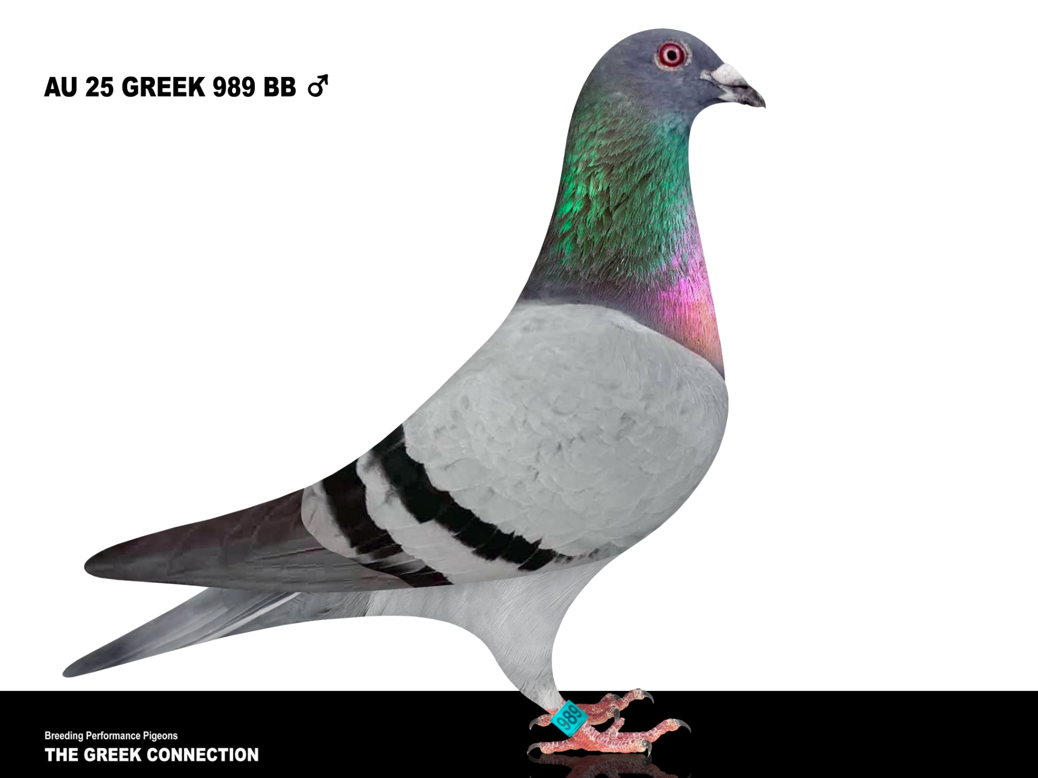 AU 25 GREEK 989 BB COCK 