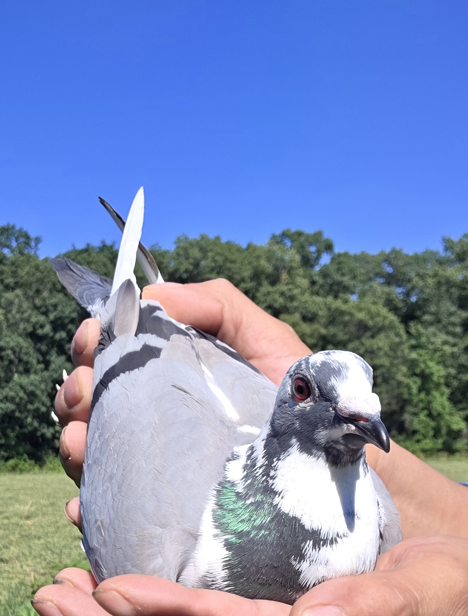 AU 25 ARPU 2025 
PROTEGE BLUE BAR SPLASH HEN