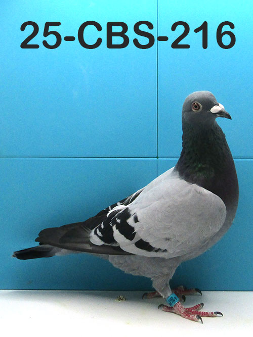 25-CBS-376 Blue check splash cock. 