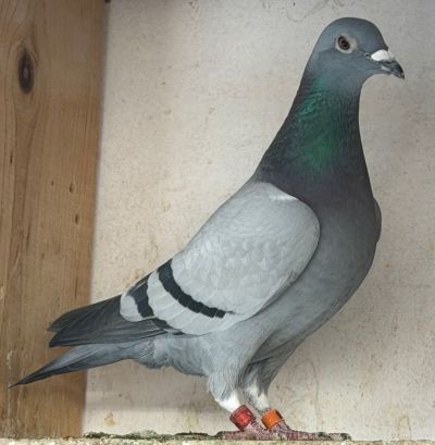 IF-26-TFLMD-1573 - BB HEN