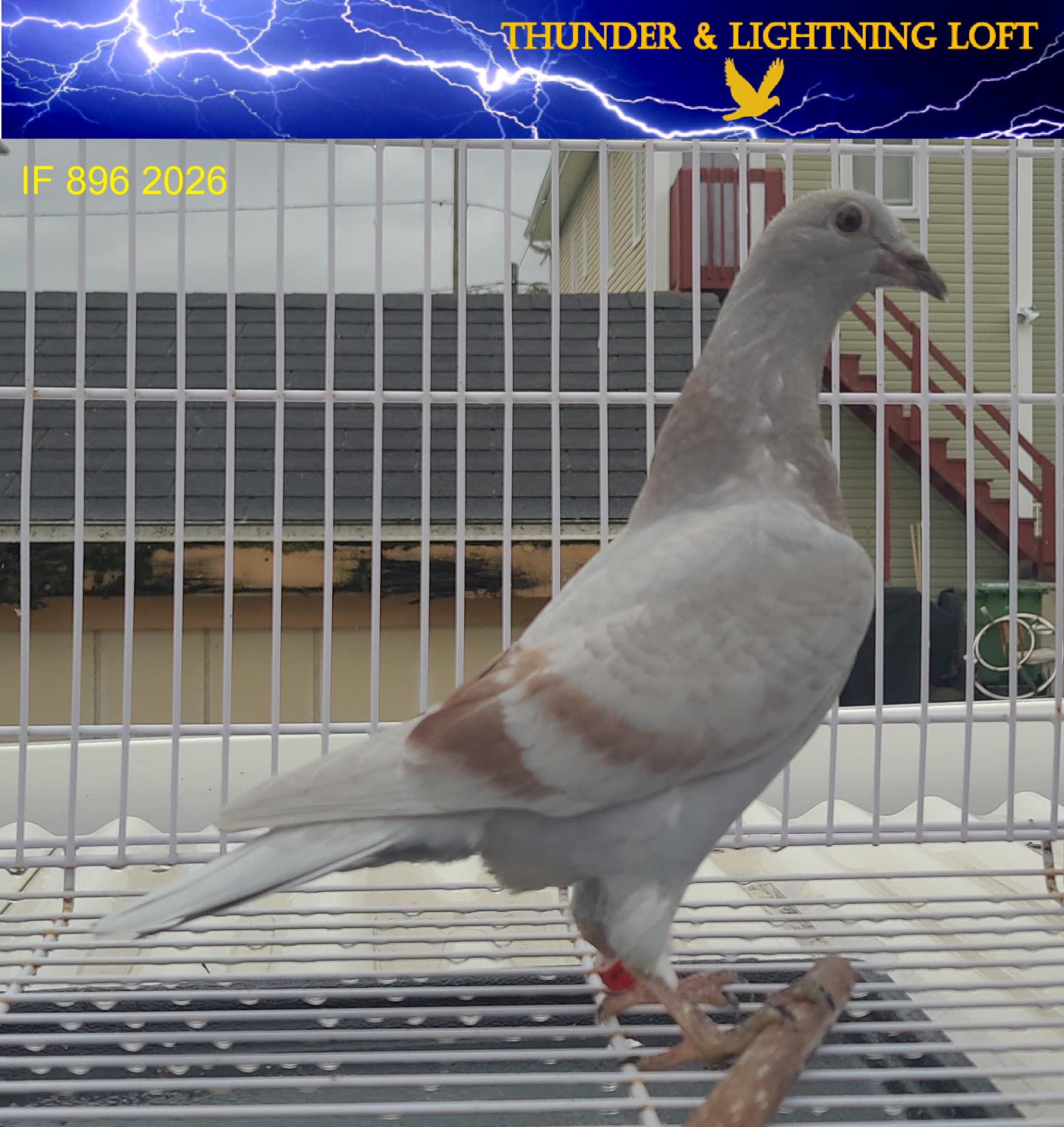 100% Line Bred Jelle Jellema