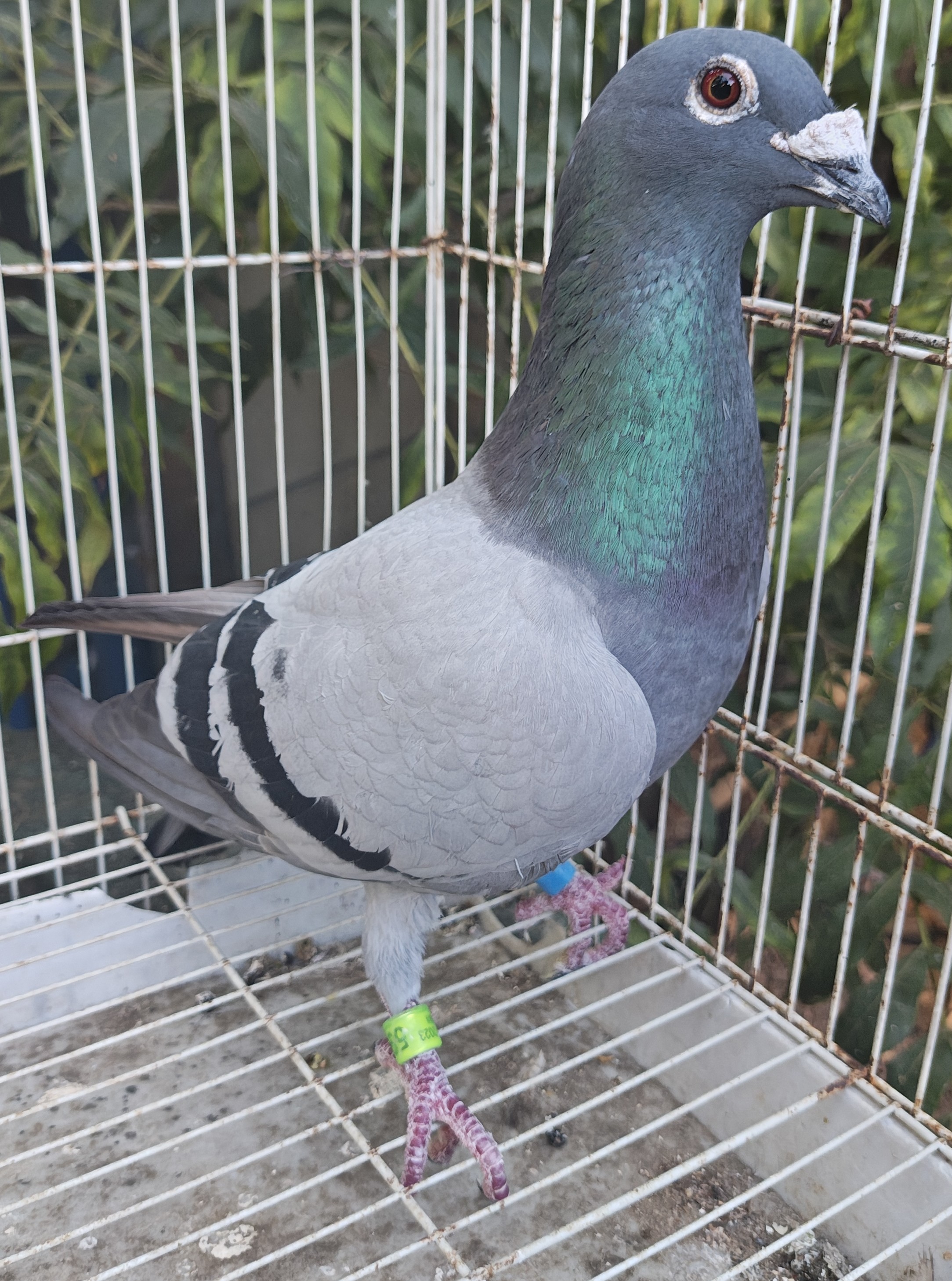Super Cock