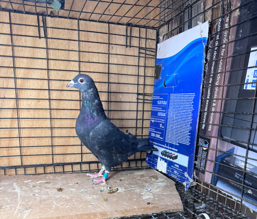 452 BLACK PIETRAIN HEN BOTH PARENTS IMPORTS