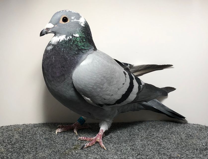 2586 WICK AU 2025 BBSP