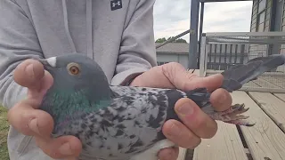 25-CBS-810 Light check cock. Son "Kylo Ren"