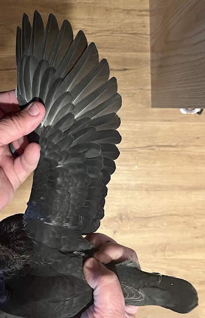 SQUEAKER OFF DIRECT IMPORT