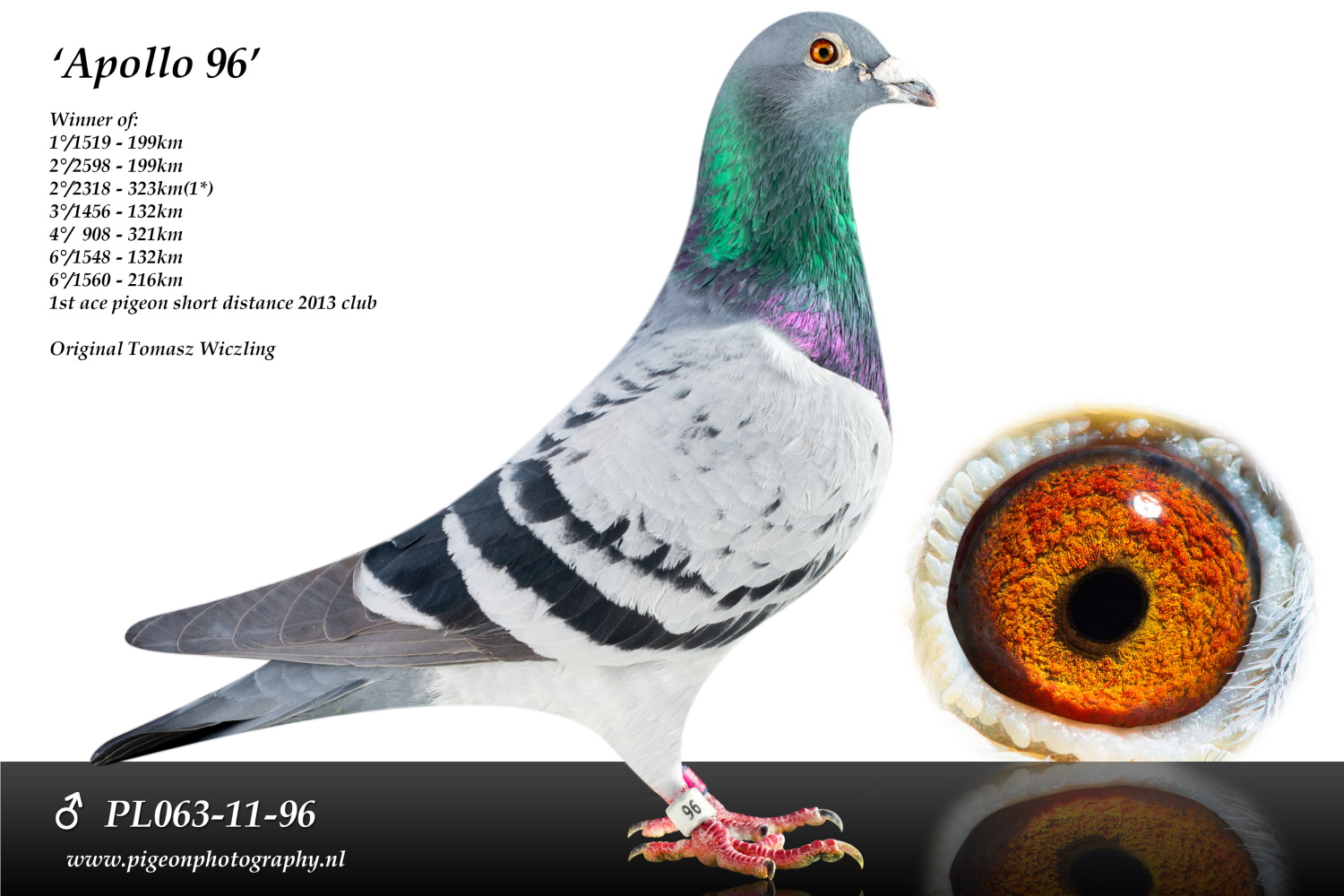 iPigeon.com - Racing Pigeon Auction