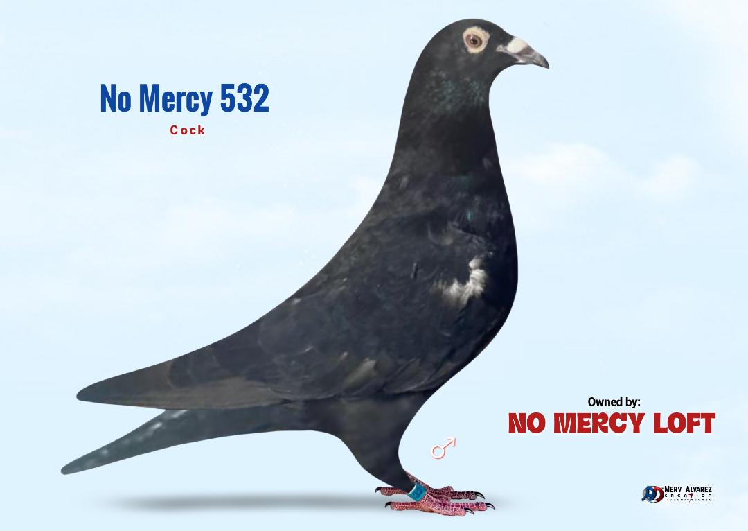 532 BLACK COCK BOTH PARENTS IMPORTS