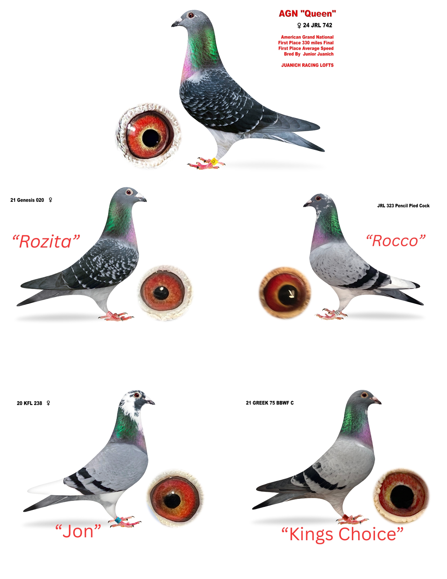 iPigeon.com - Racing Pigeon Auction