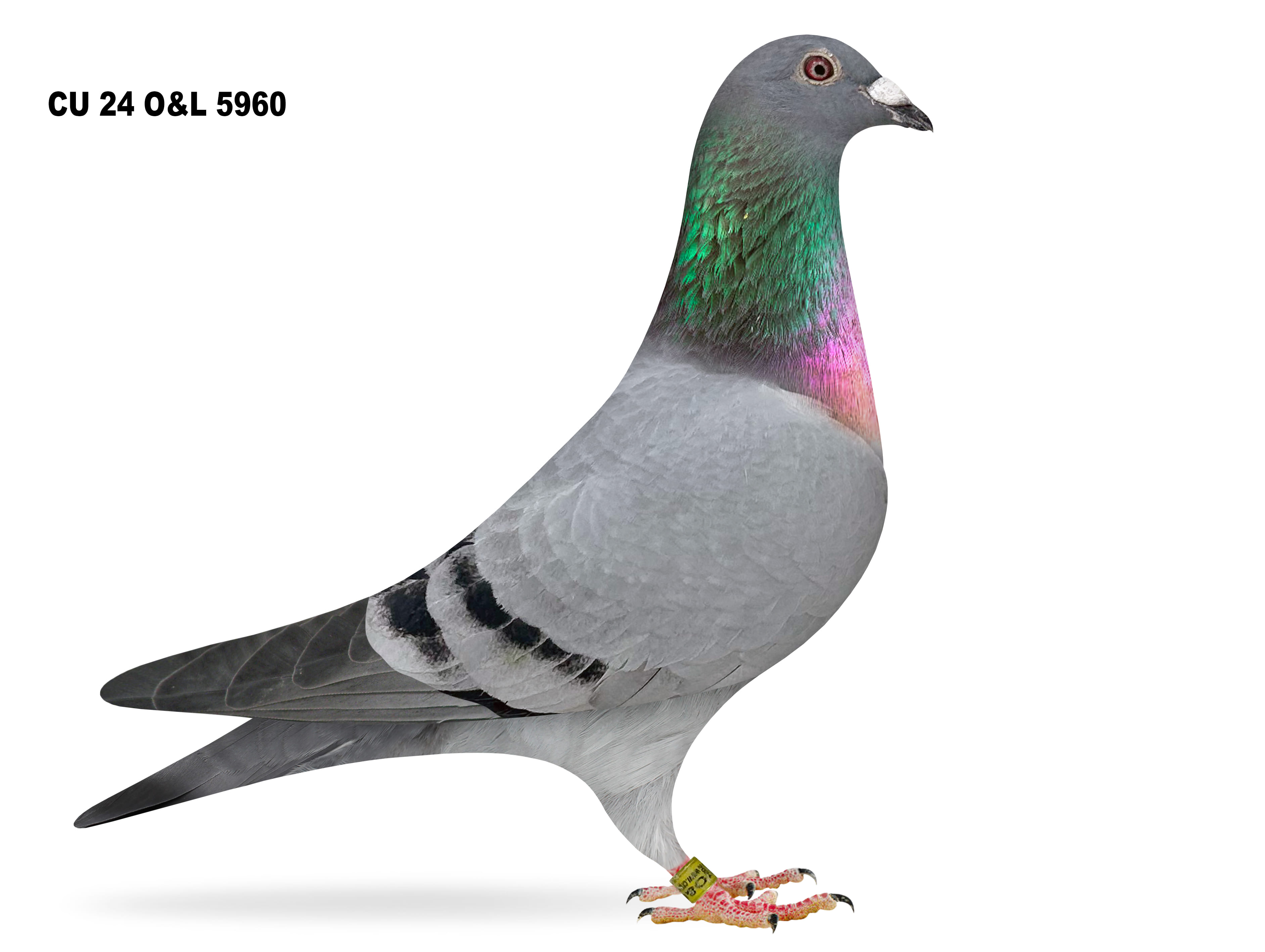 Lot 26 – CU 24 O&L 5960 BB Cock