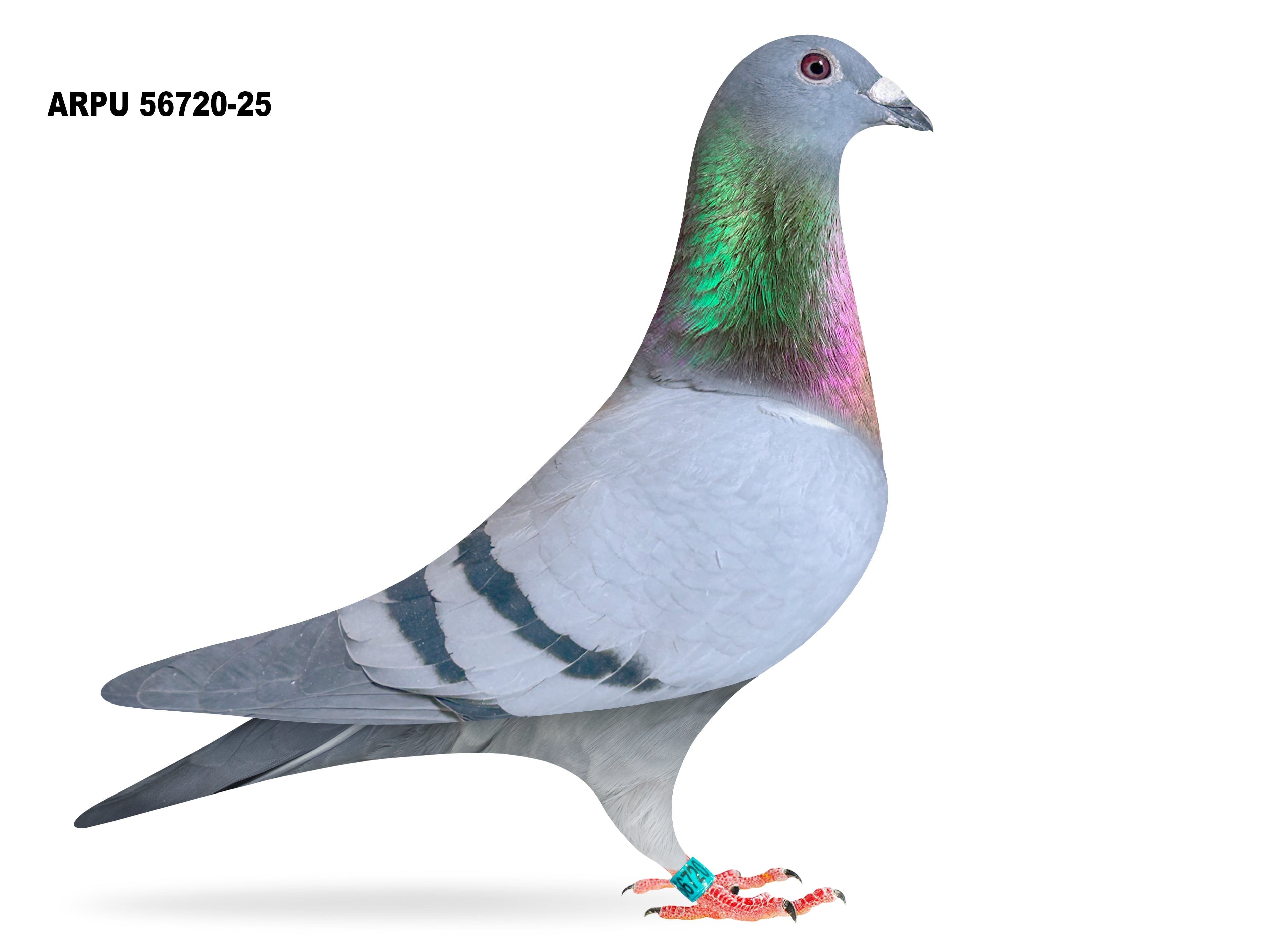 ARPU 56720-25 BB HEN