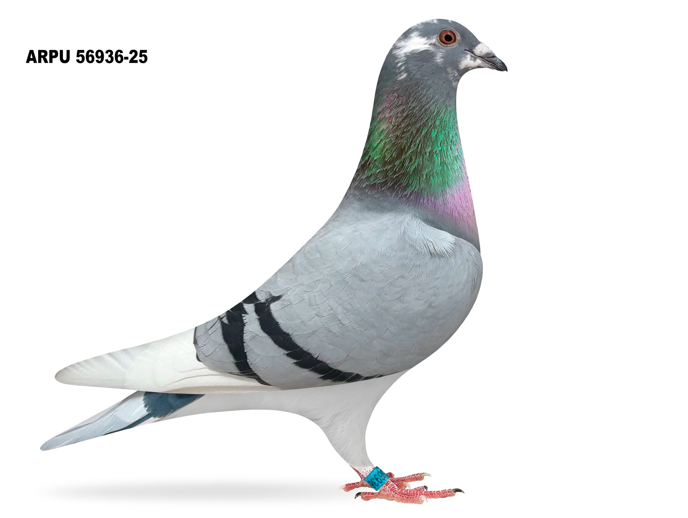 ARPU 56936-25 BBSPL HEN (LAST ONE)