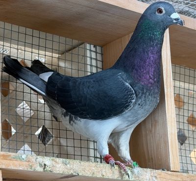iPigeon.com - Racing Pigeon Auction