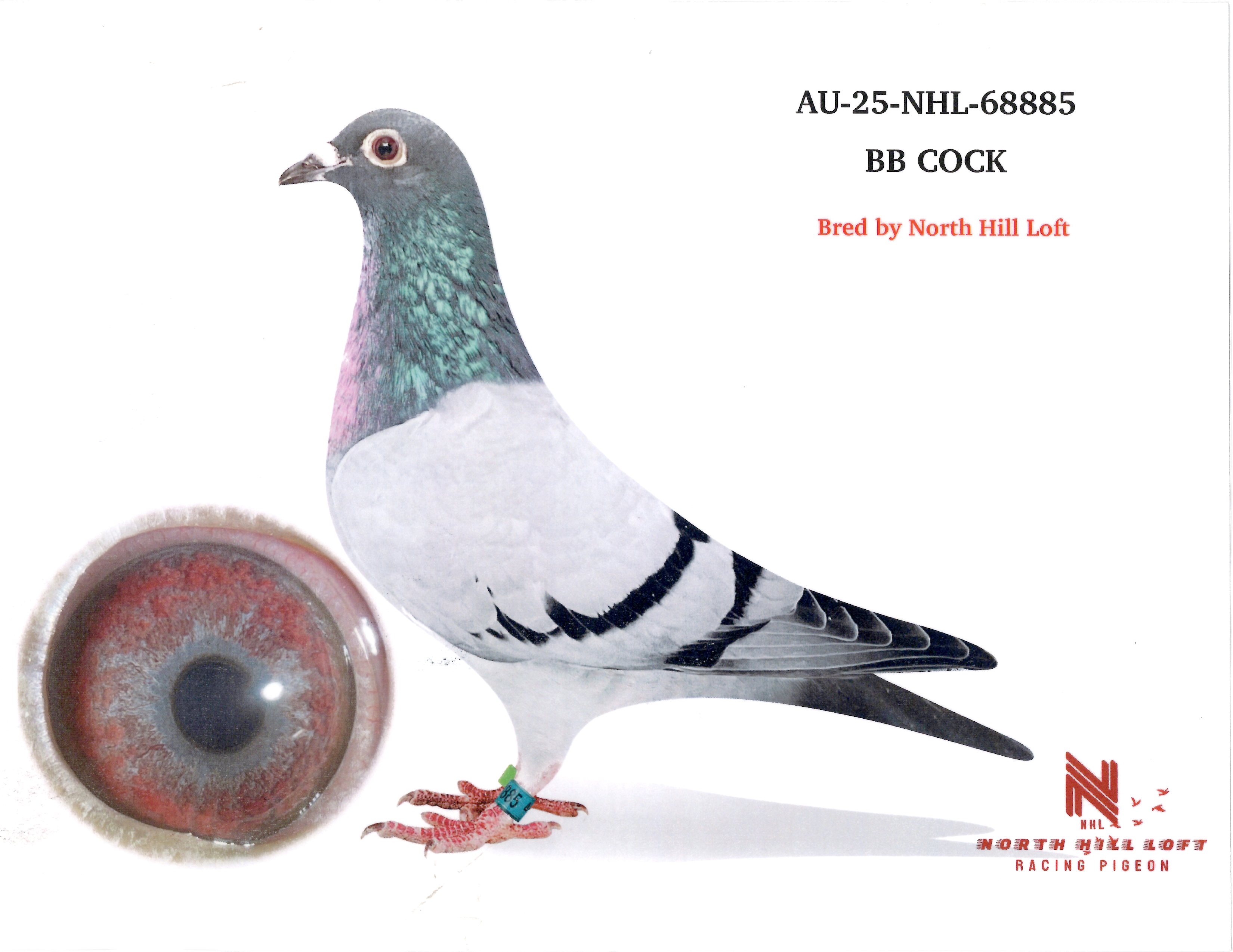 AU-25-NHL-68885 BB COCK