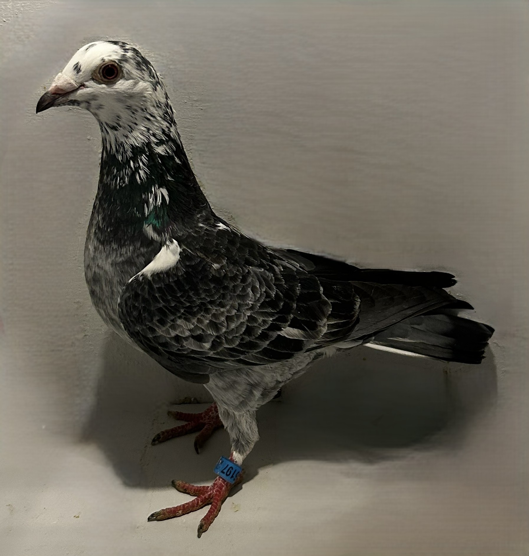 2025 Neil 56197 Inbred Best Kittel X Silver Lady