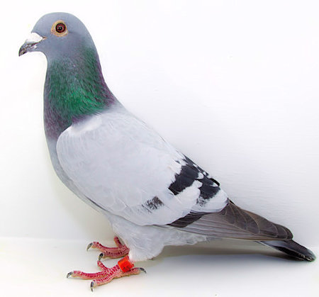 iPigeon.com - Racing Pigeon Auction
