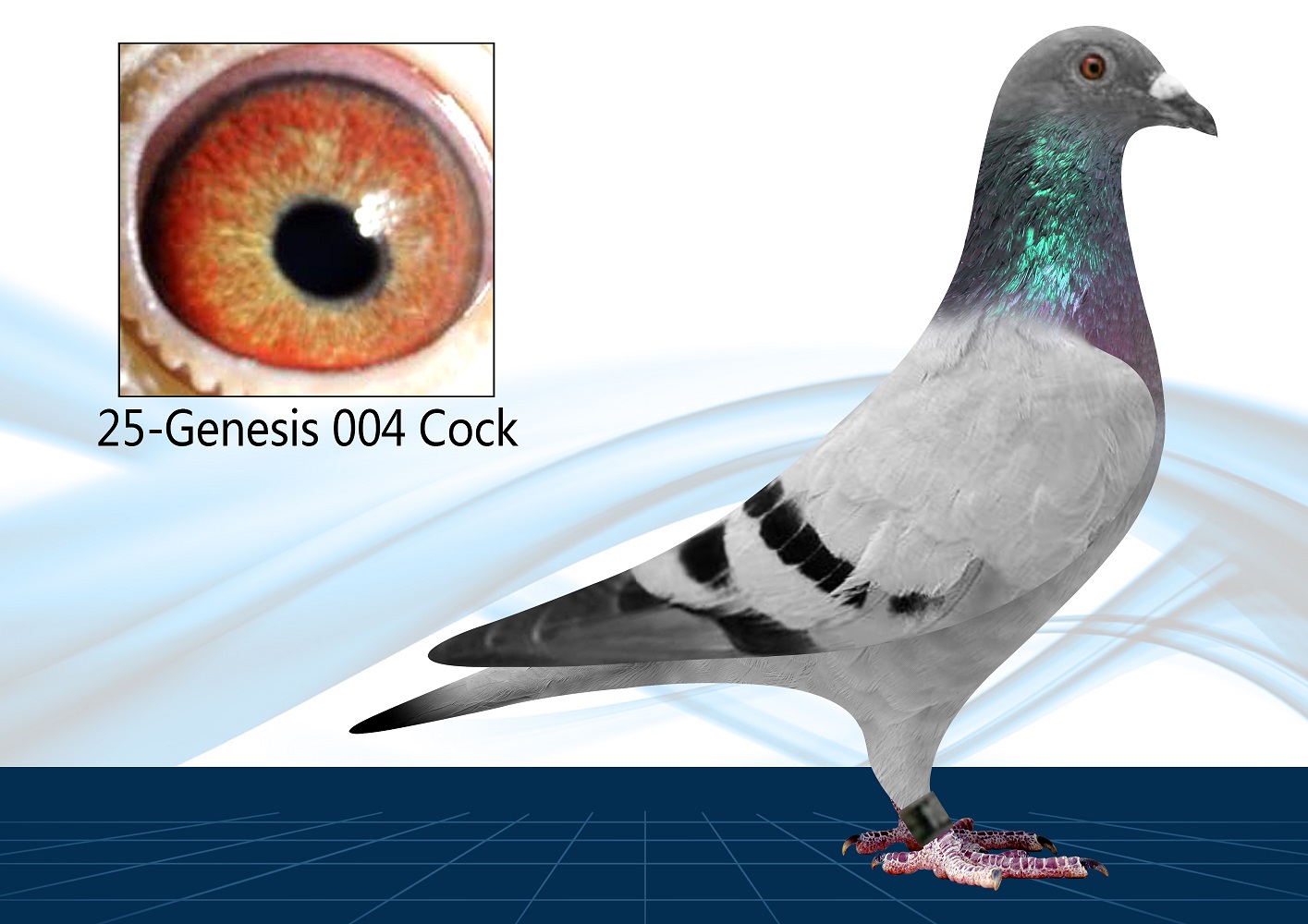 25-004(Cock) Out Of Click Pair