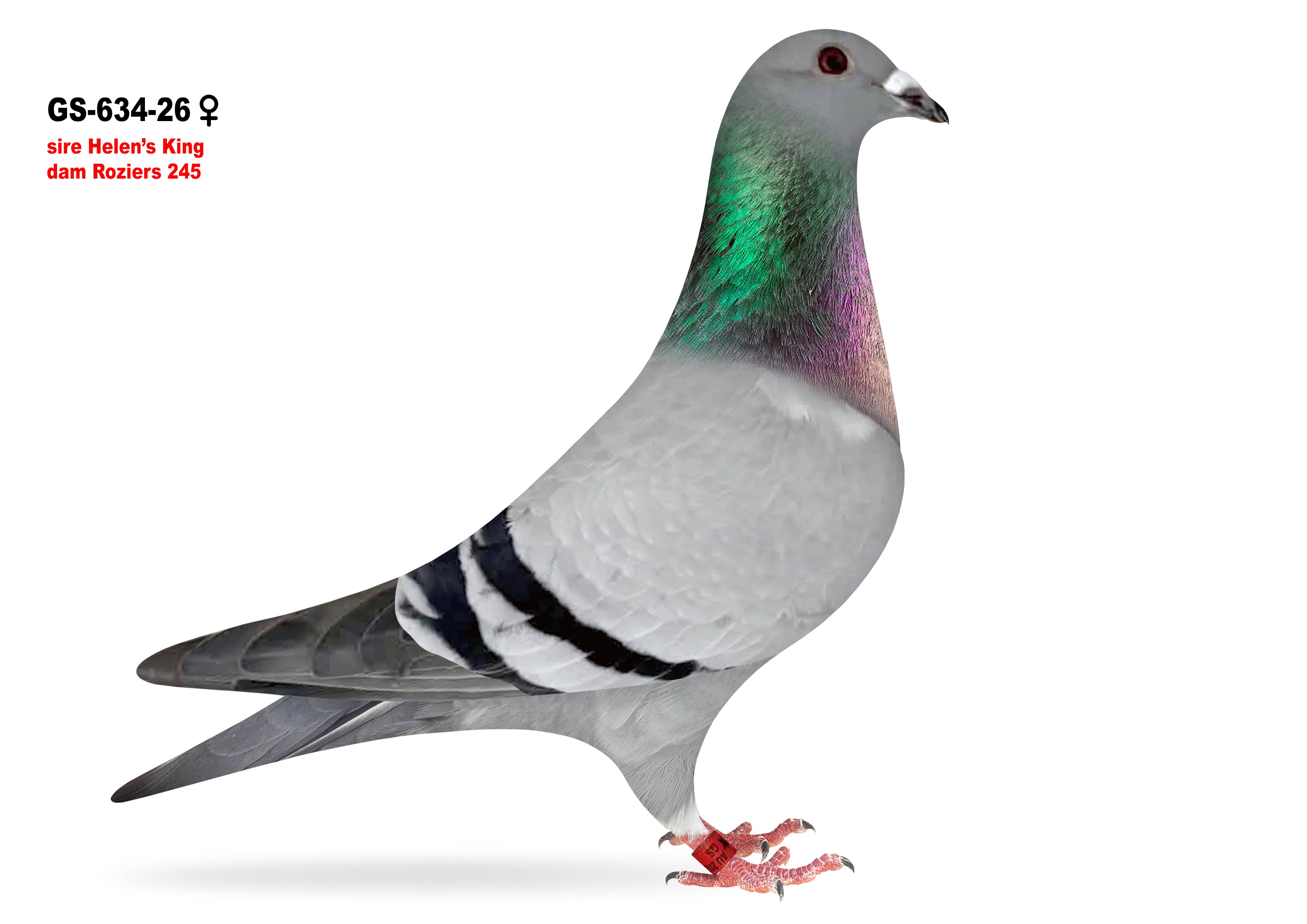 GS-634/26 Roziers hen