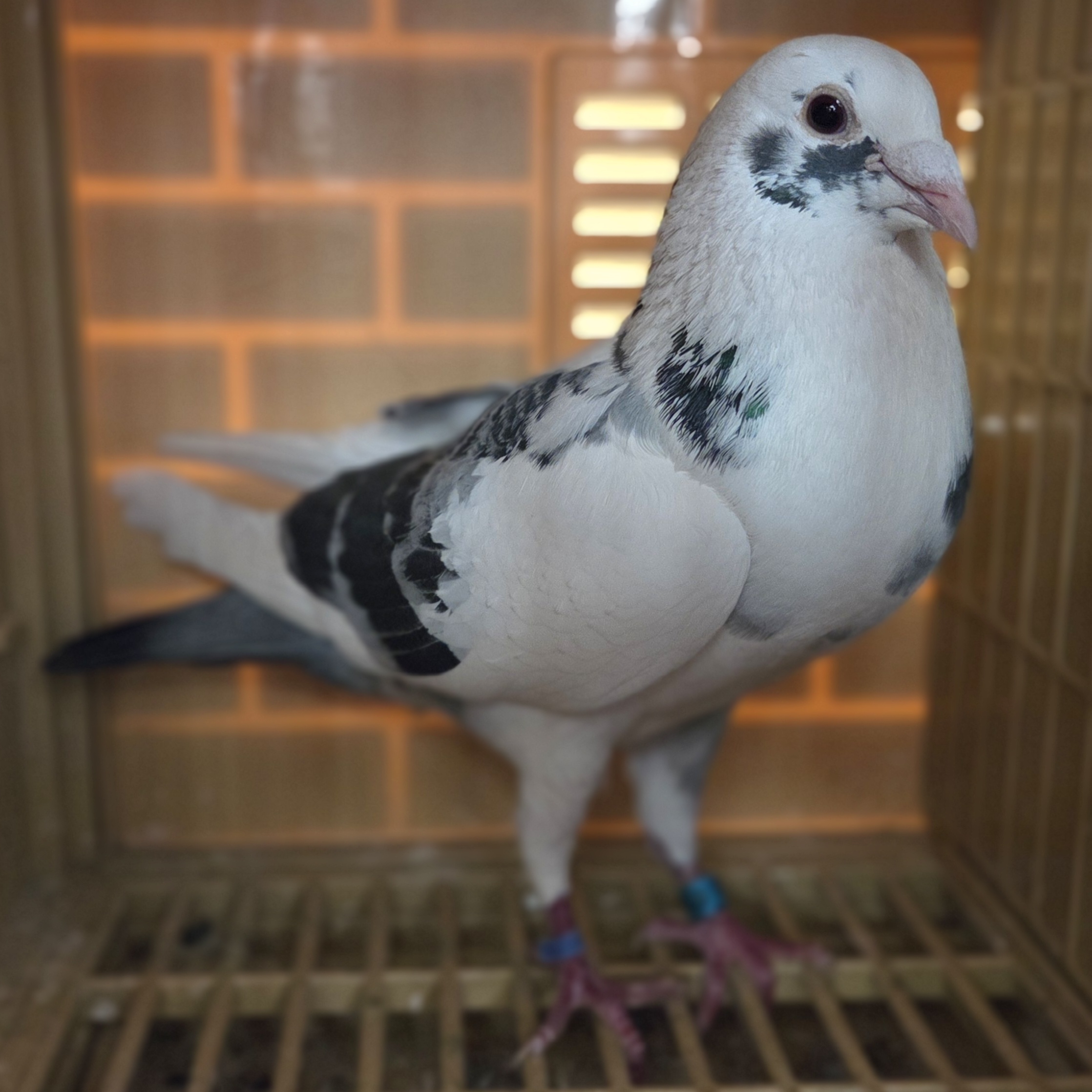 "720 Family" X Sablon Cock