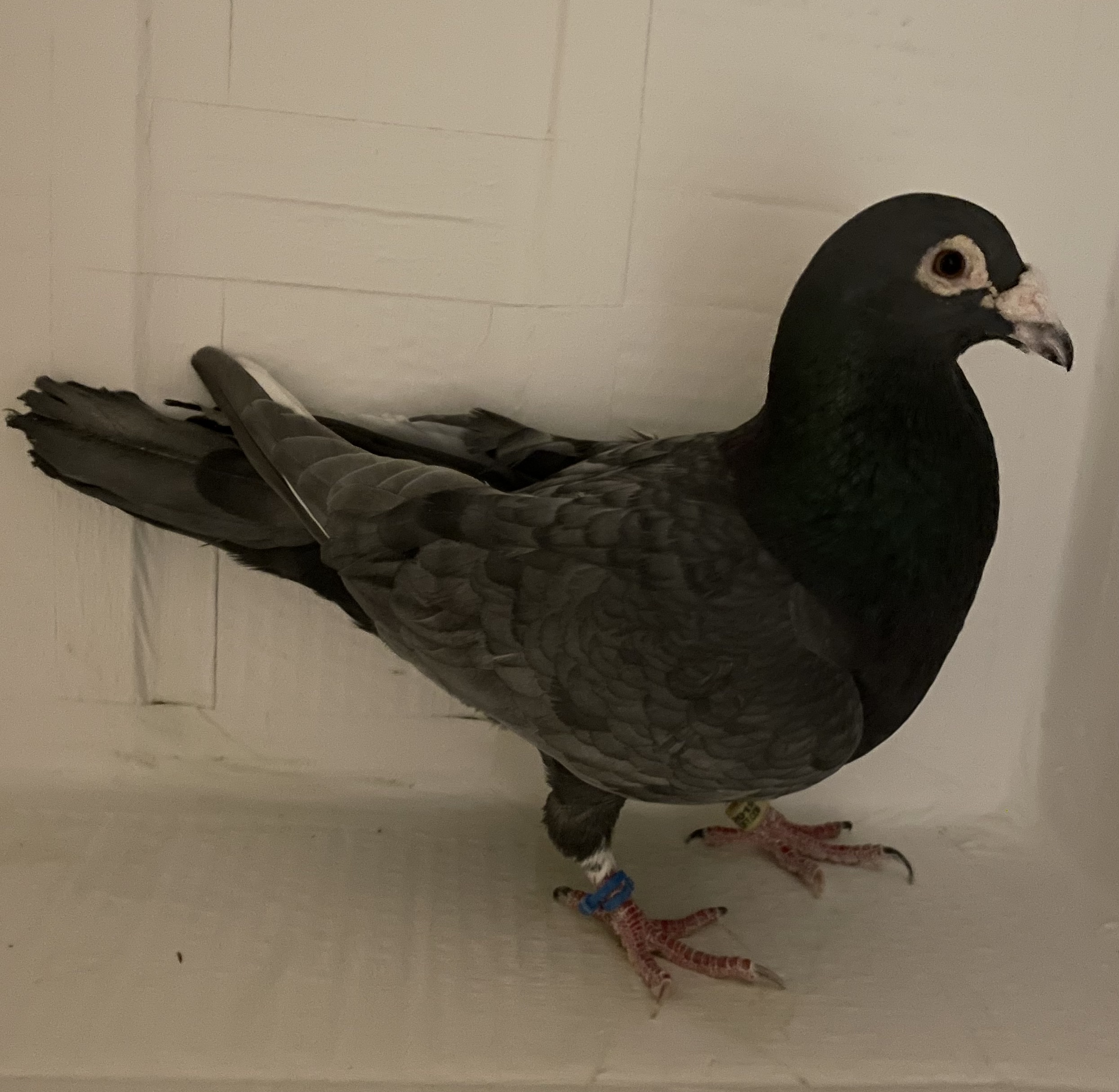 AU Mystery 267 Opal WF