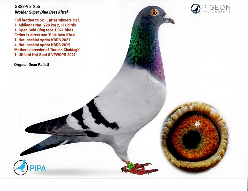 GB23-V51265 & NL21-1675588 (PAIR)