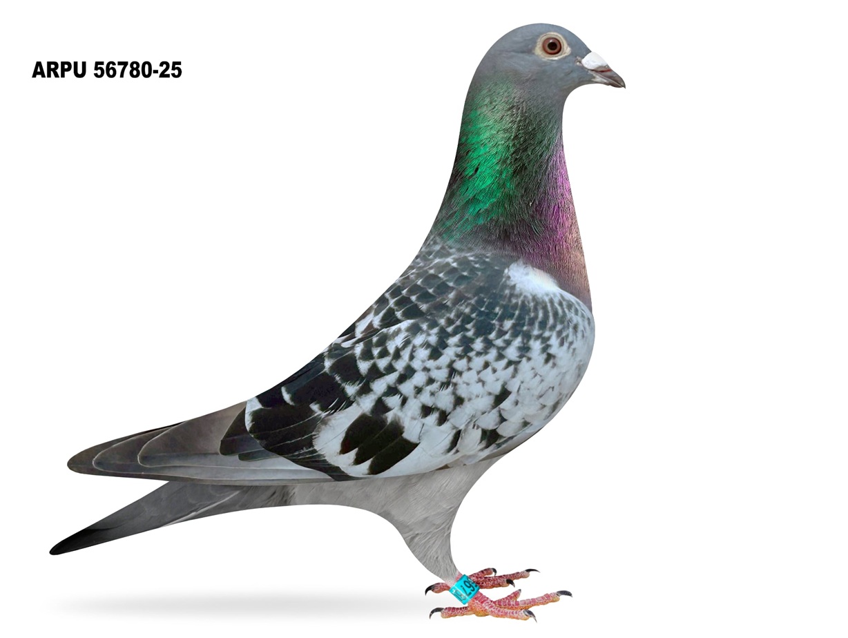 ARPU 56780-25 BC HEN
