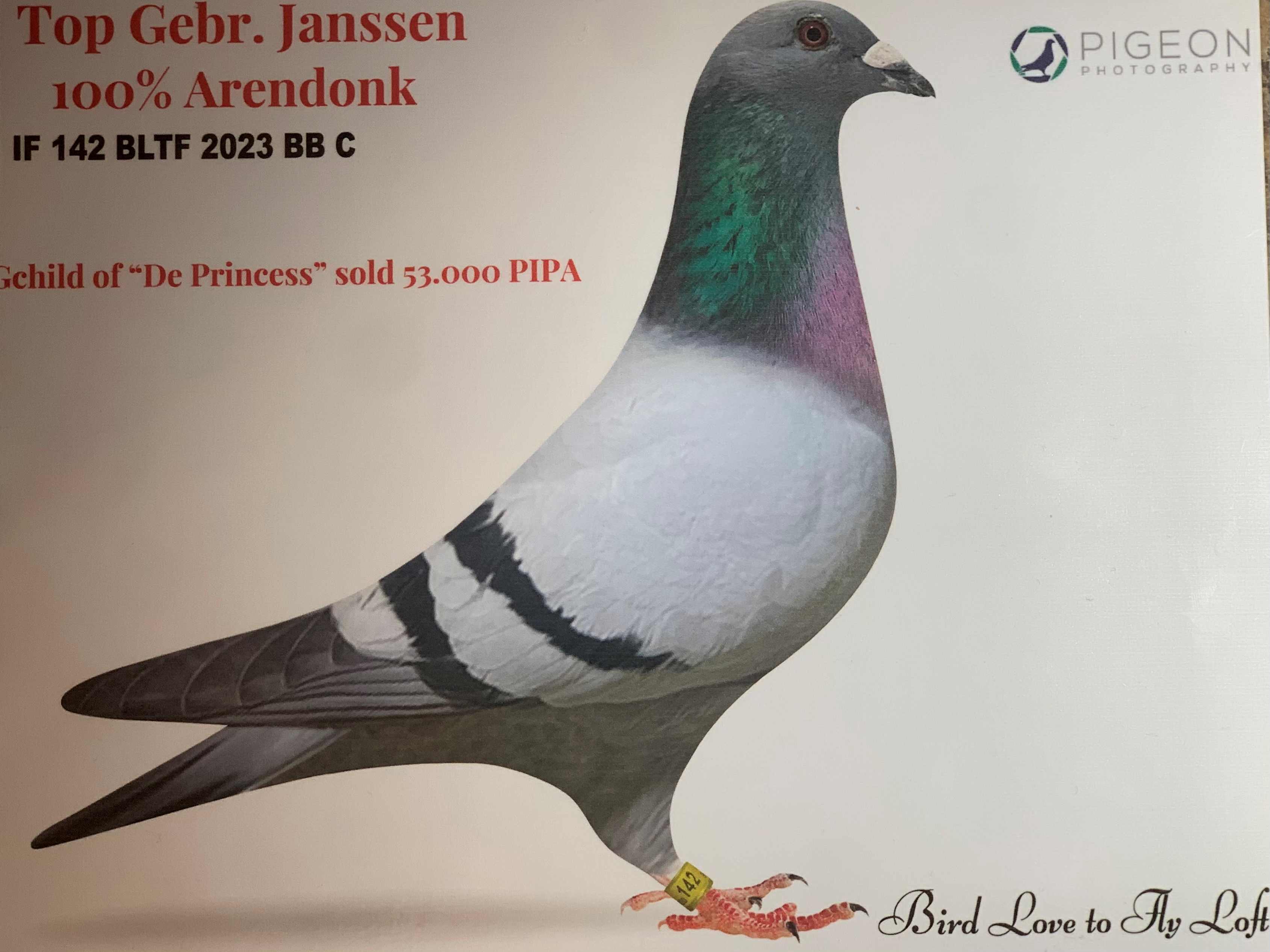 IF 23 BLTF 142 TOP JANSSEN BLOODLINE!!!! 