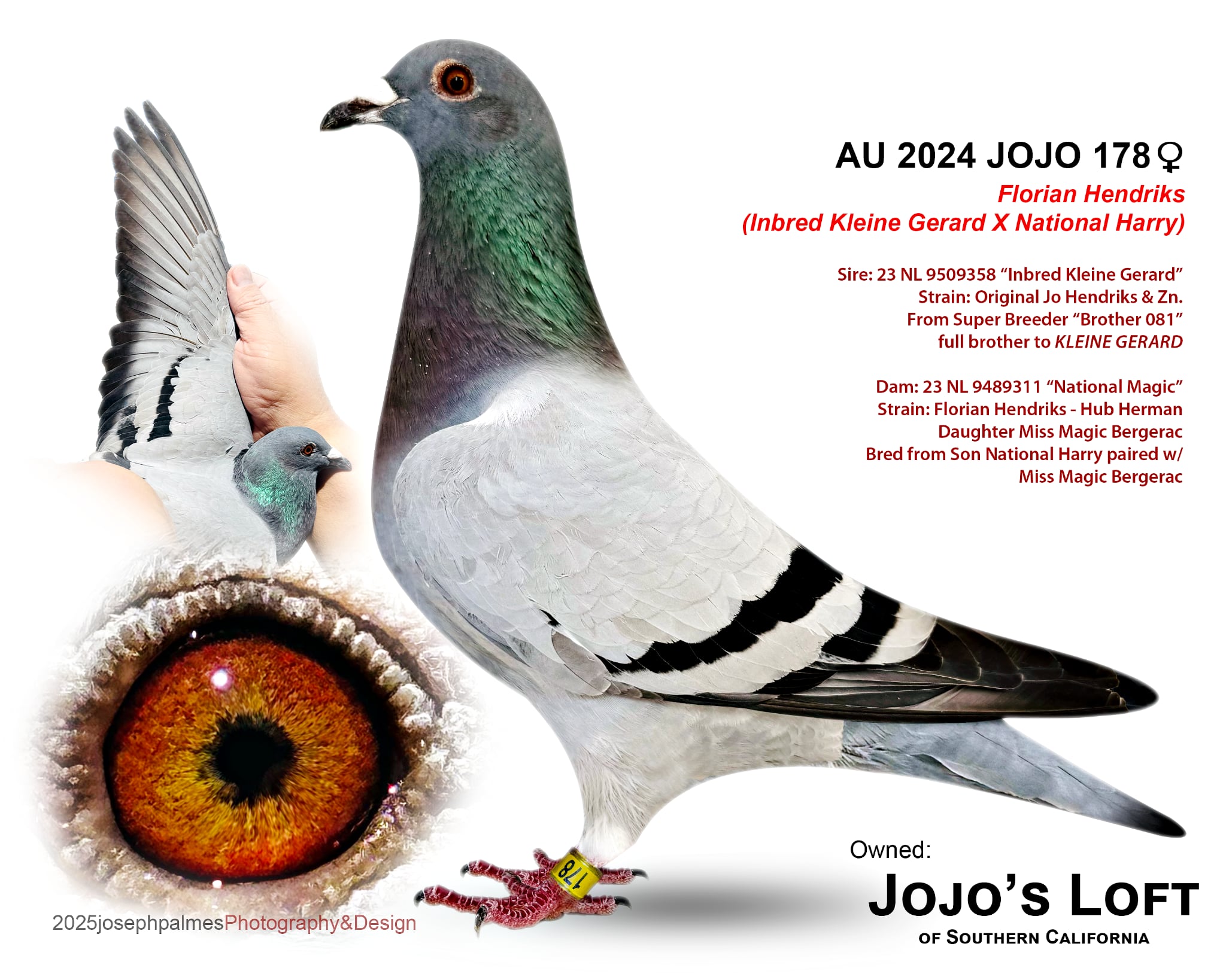 AU 2024 JOJO 178 BB H