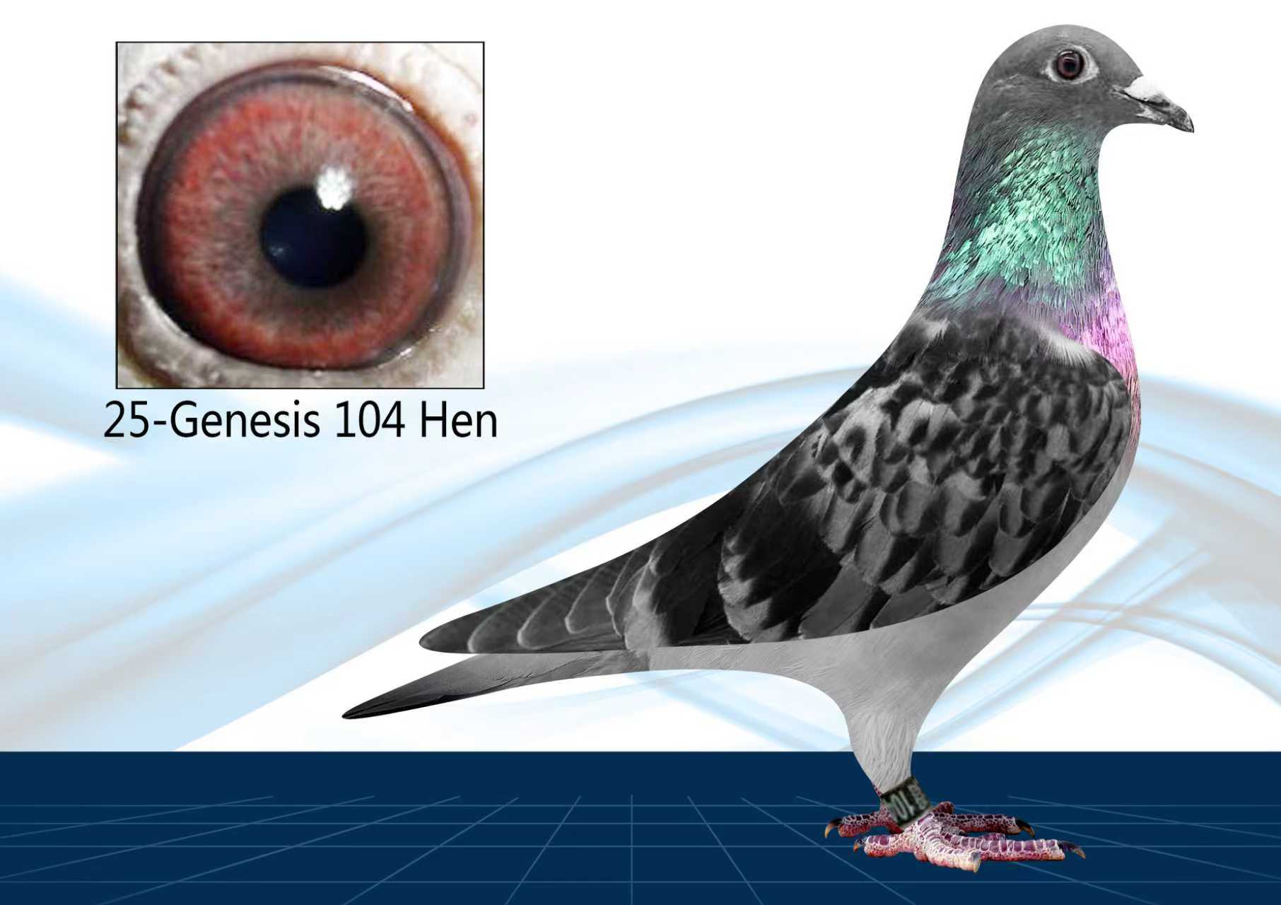 25-104(Hen) Out of Click Pair