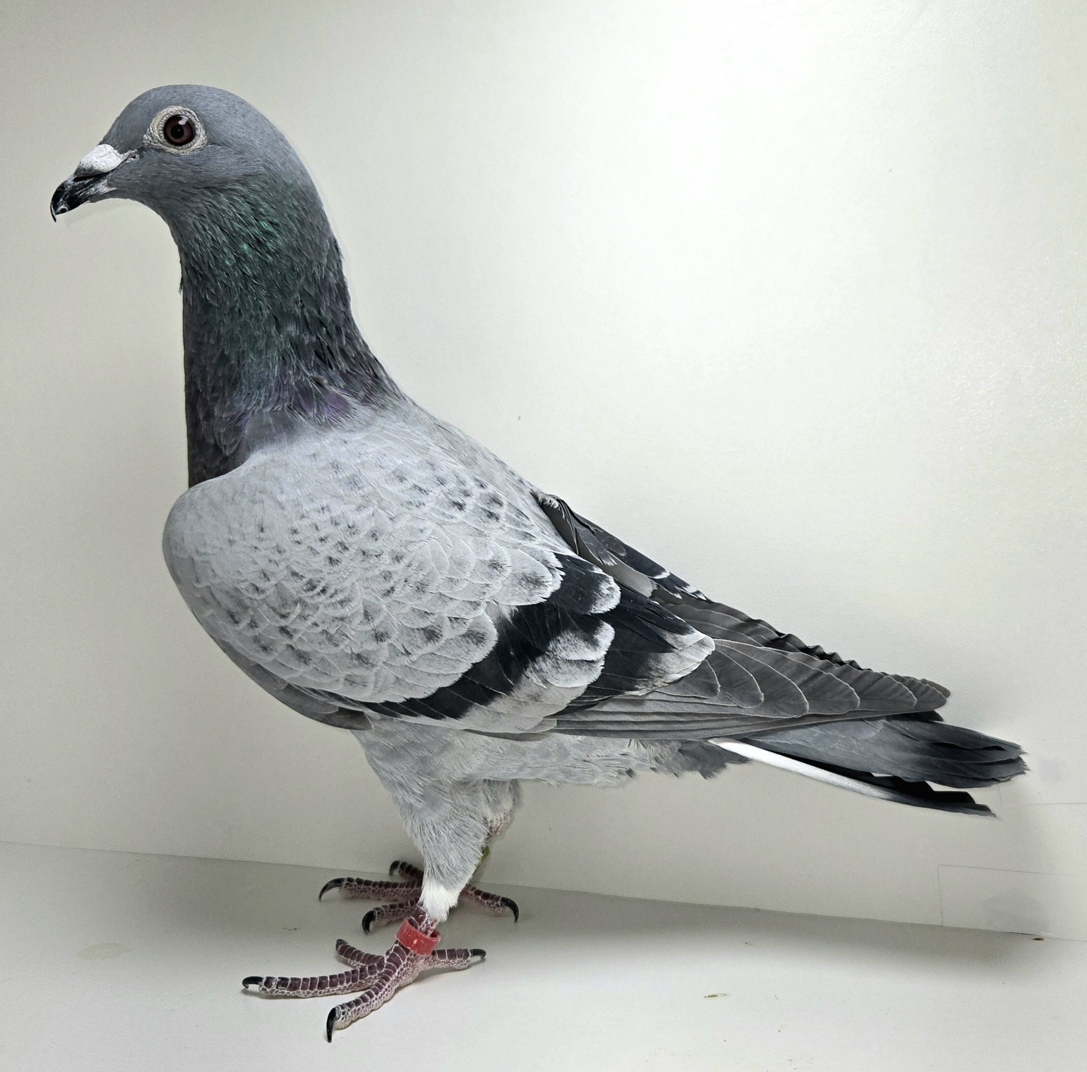 PEACH-25528-25 BC Hen