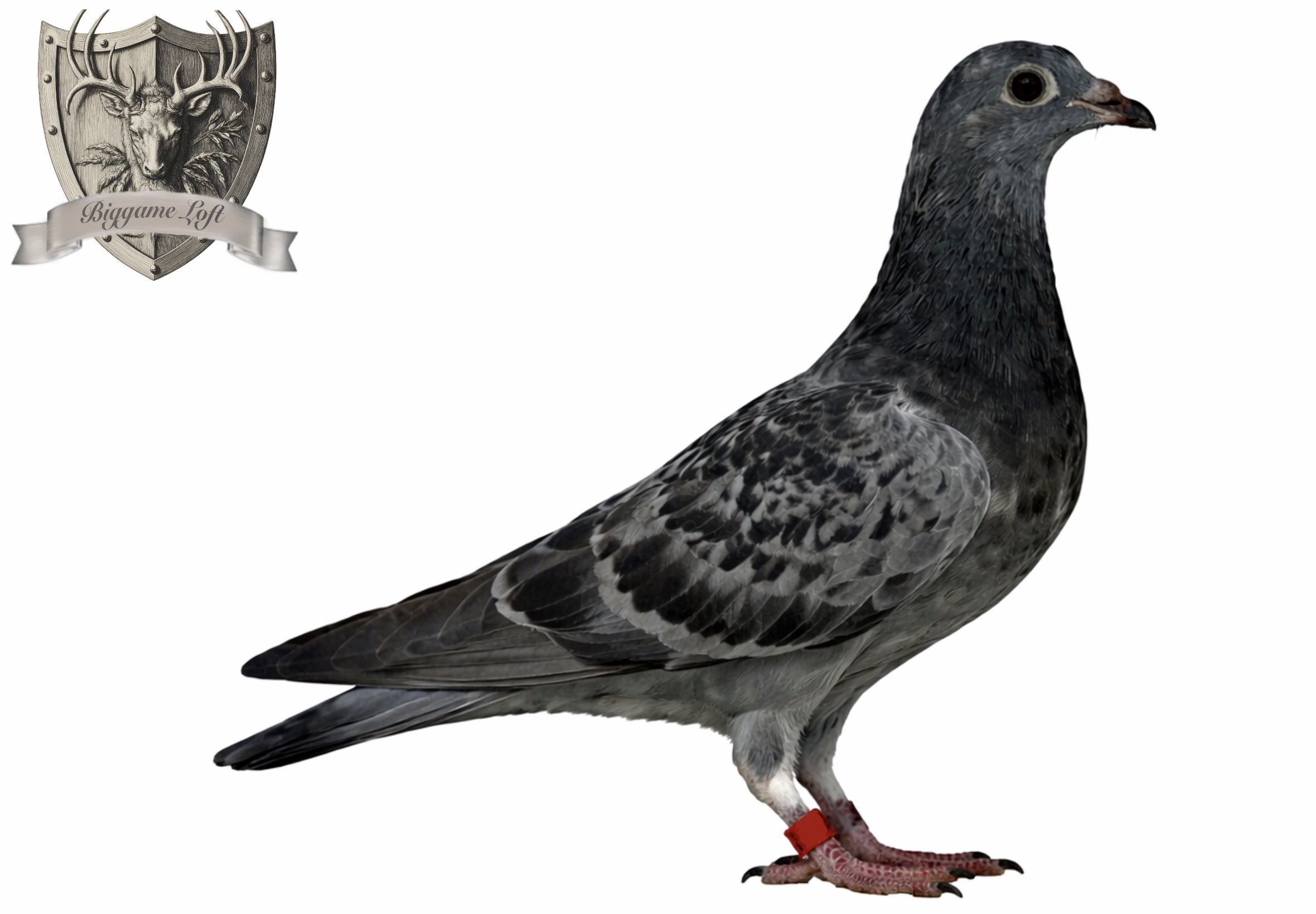 iPigeon.com - Racing Pigeon Auction