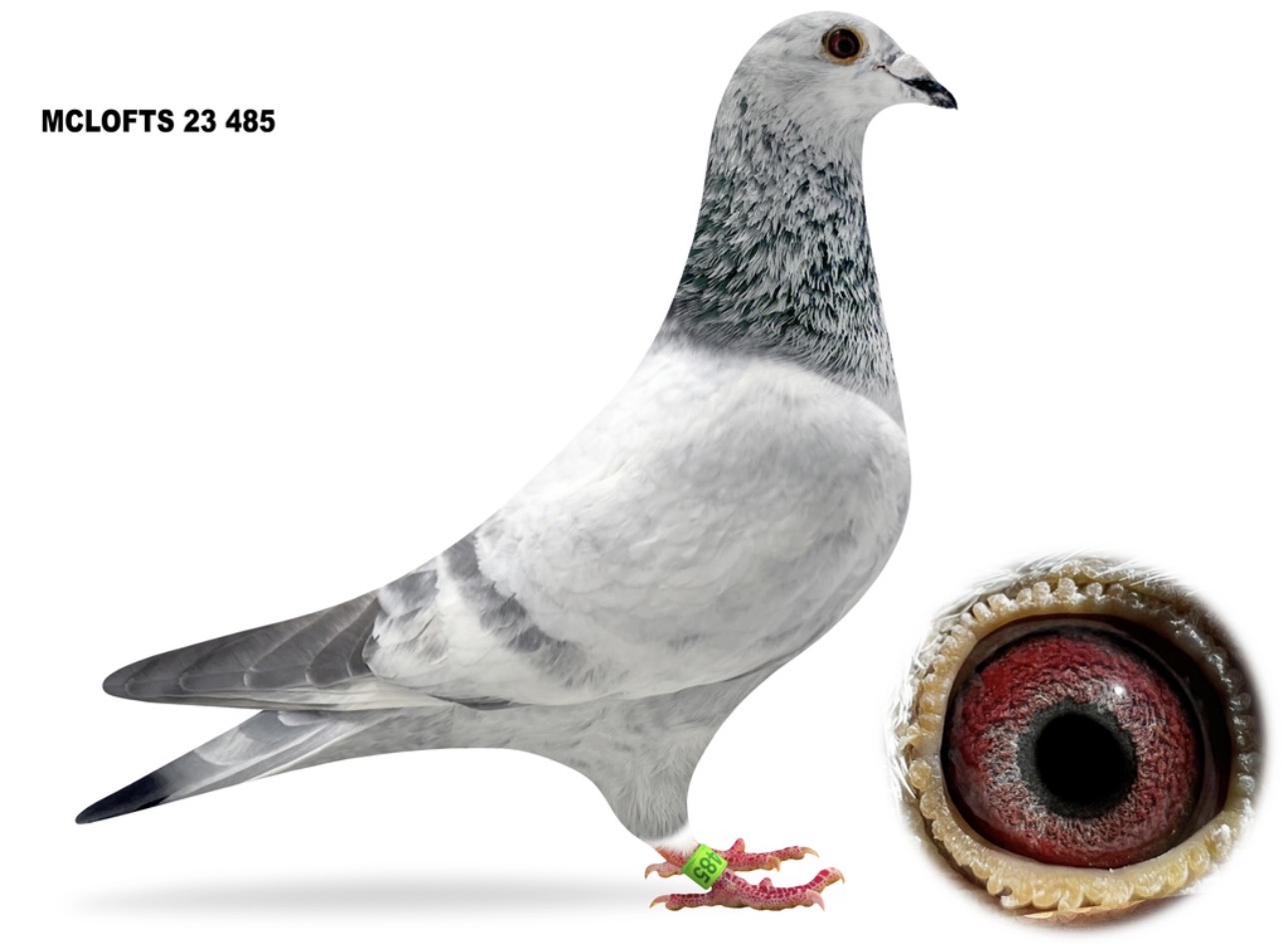 MCLOFT 23 485