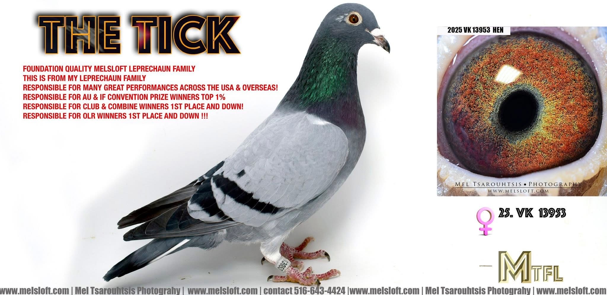 2025 VK 13960 BBTIC HEN  - THE TICK