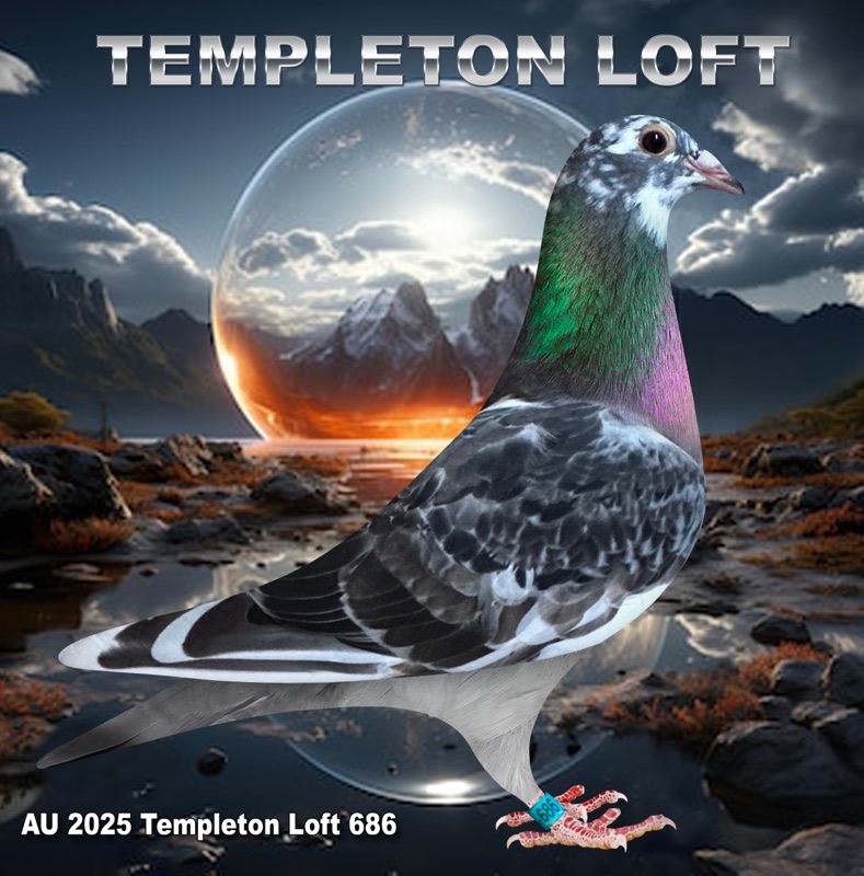 TEMPLETON LOFT 2025/686