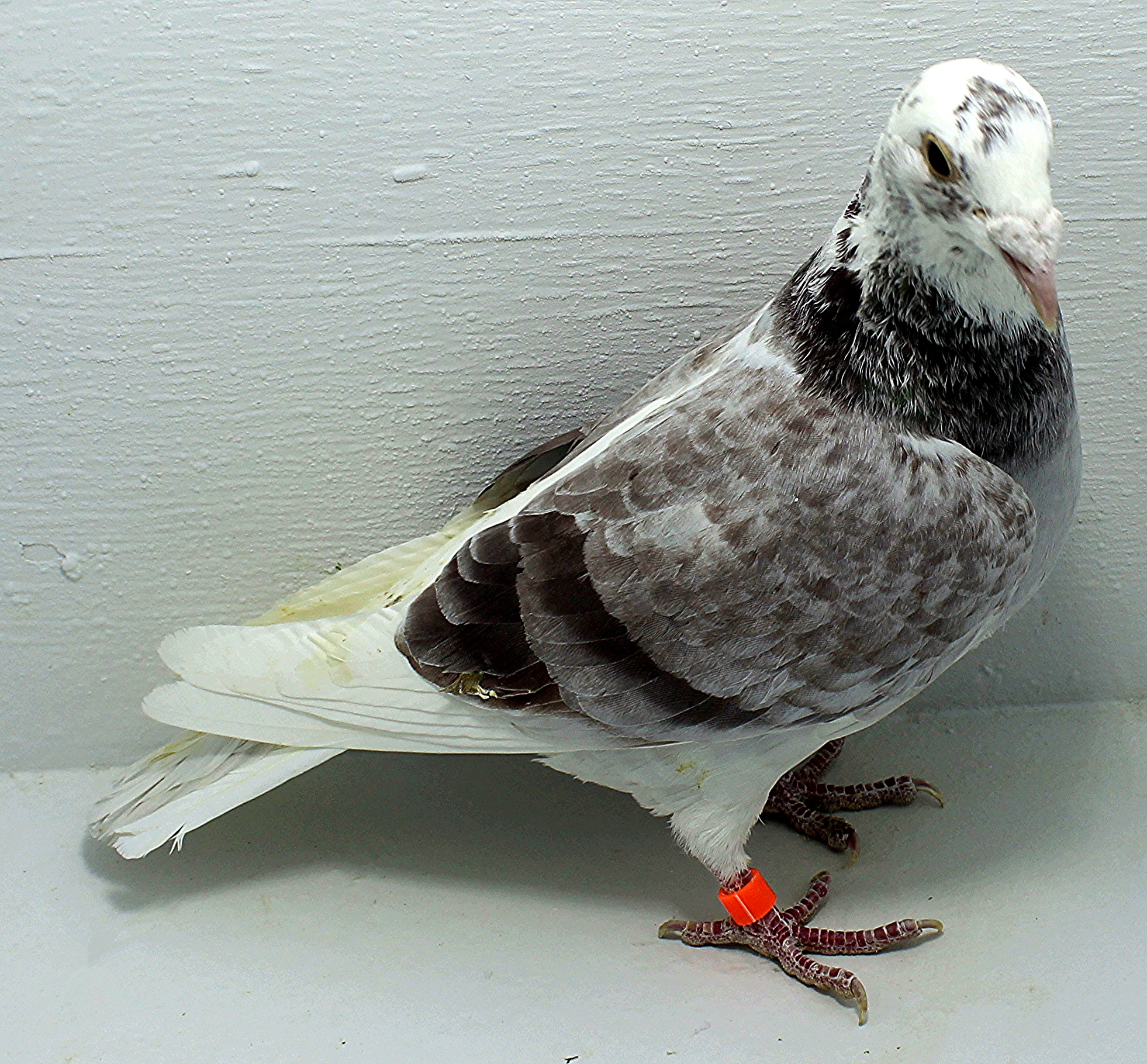 6854 IPB B 2025 Pure Sion Hen