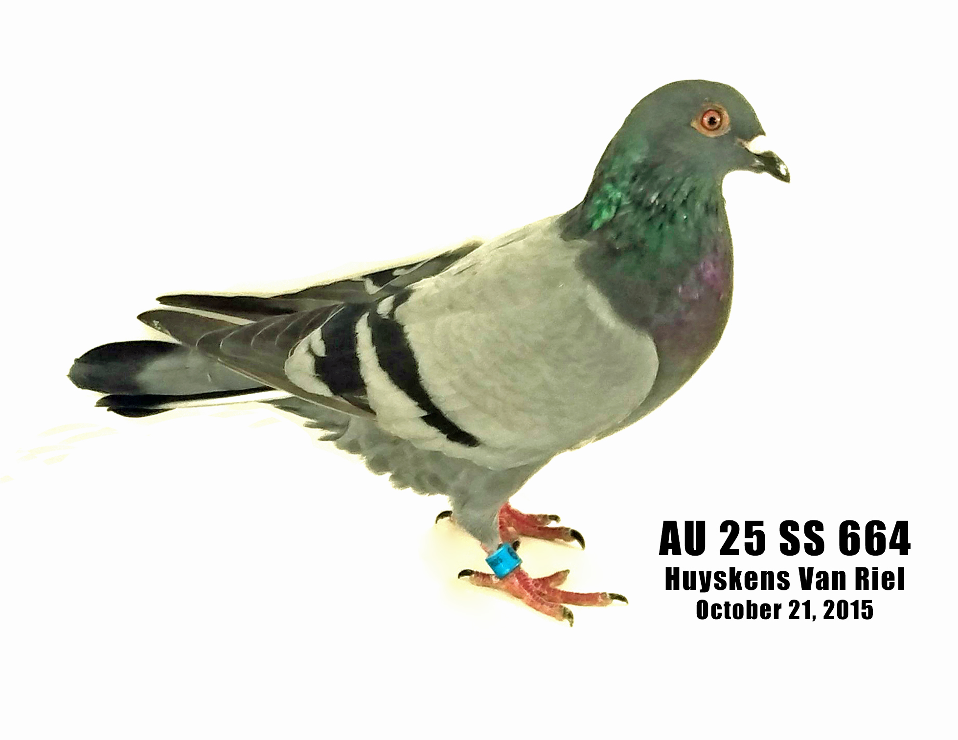 AU 25 SS 664 Huyskens Van Riel