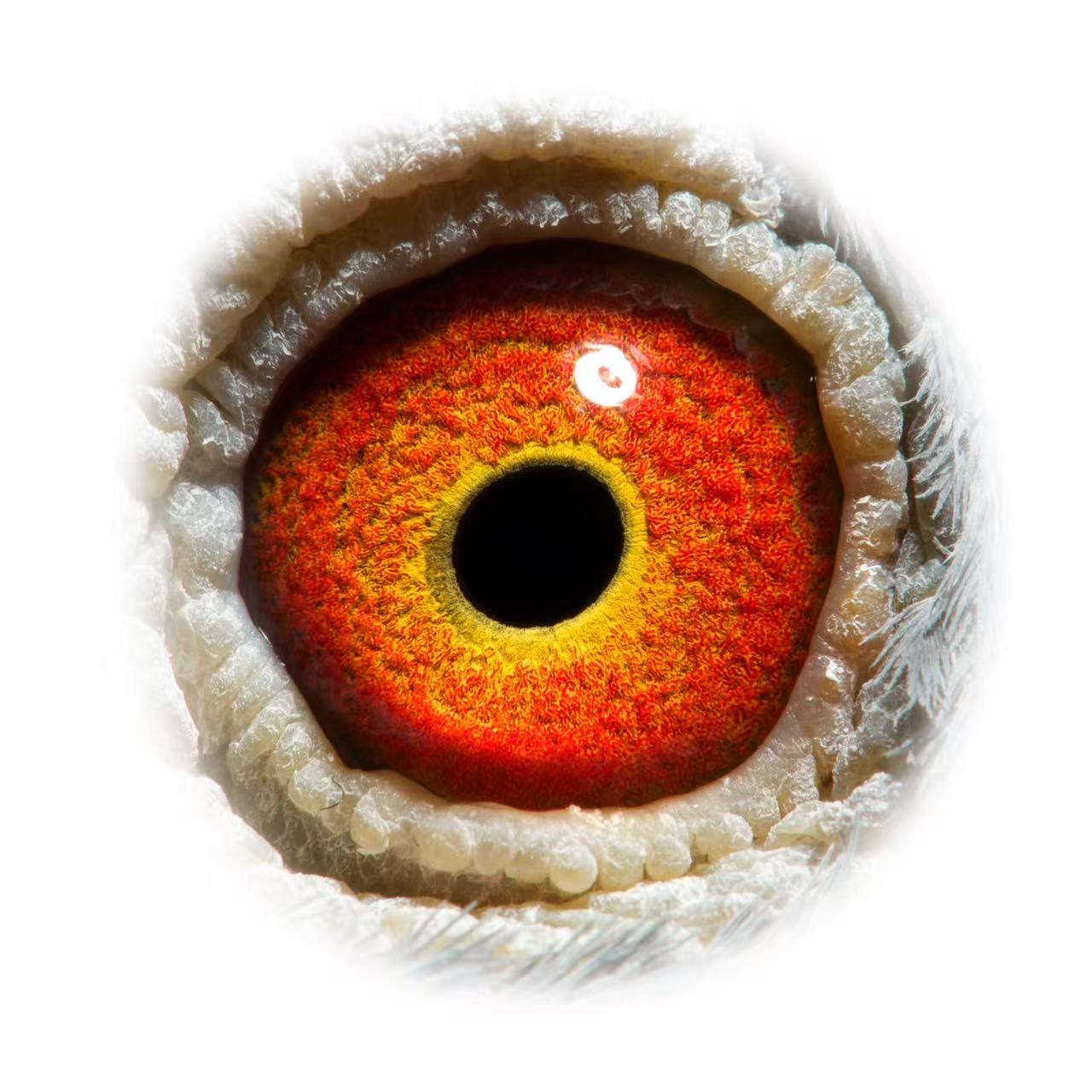 Preview Image 2