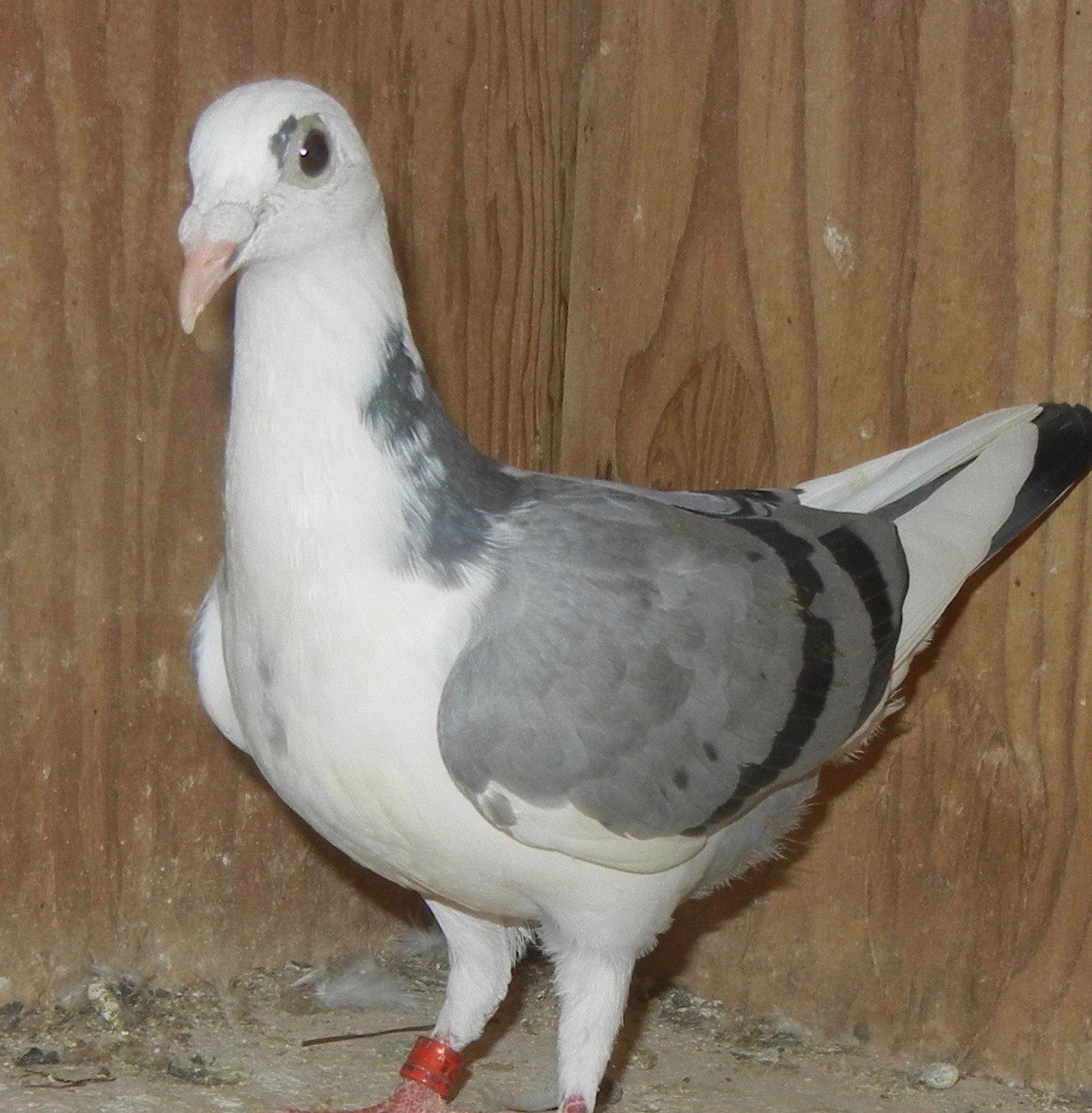 Preview Image 1