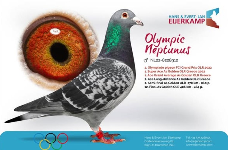 AU 2024 JOJO 114 DC Hen