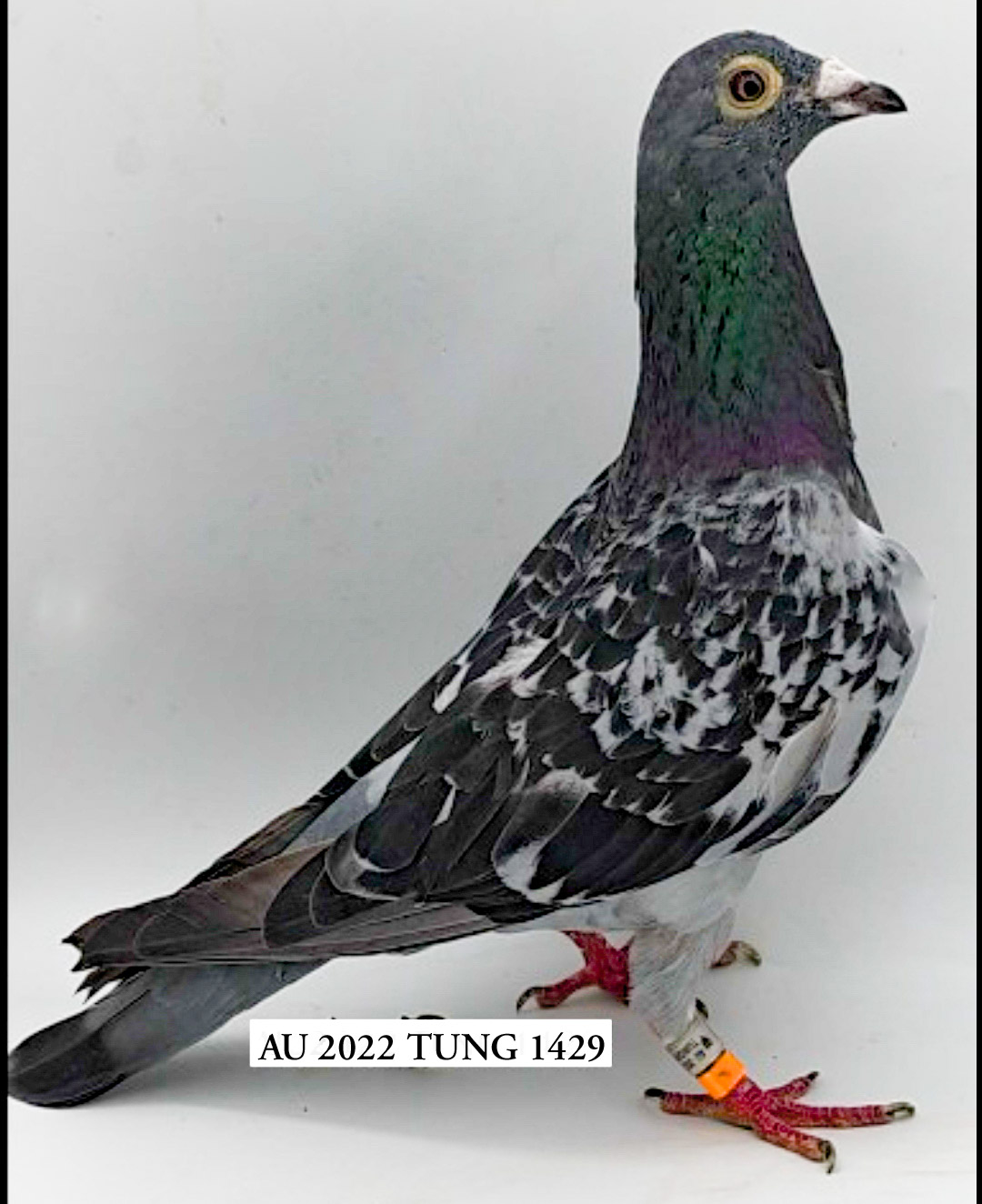 AU 22 TUNG 1429
