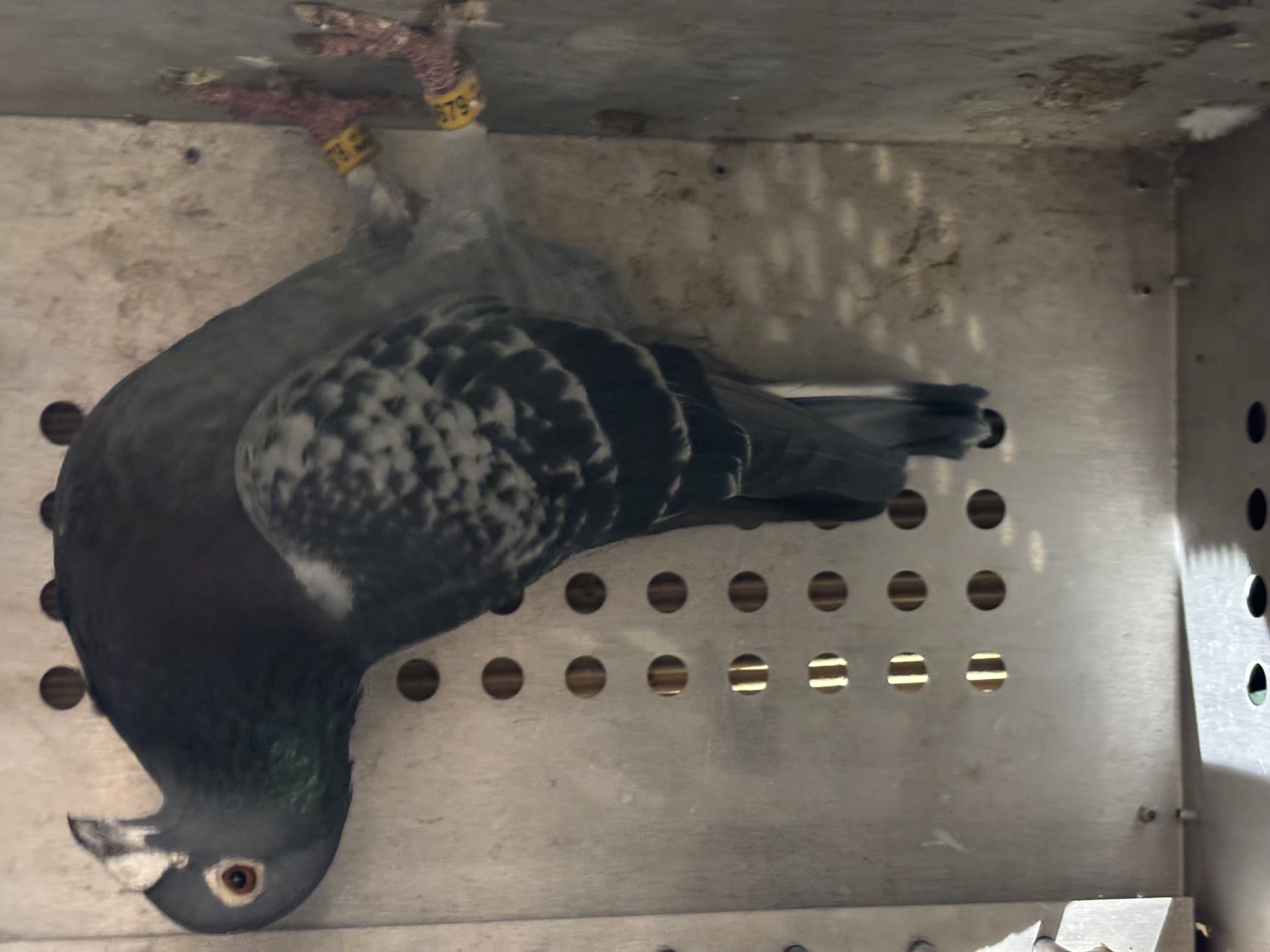 Super McLaughlin jelle jellema 