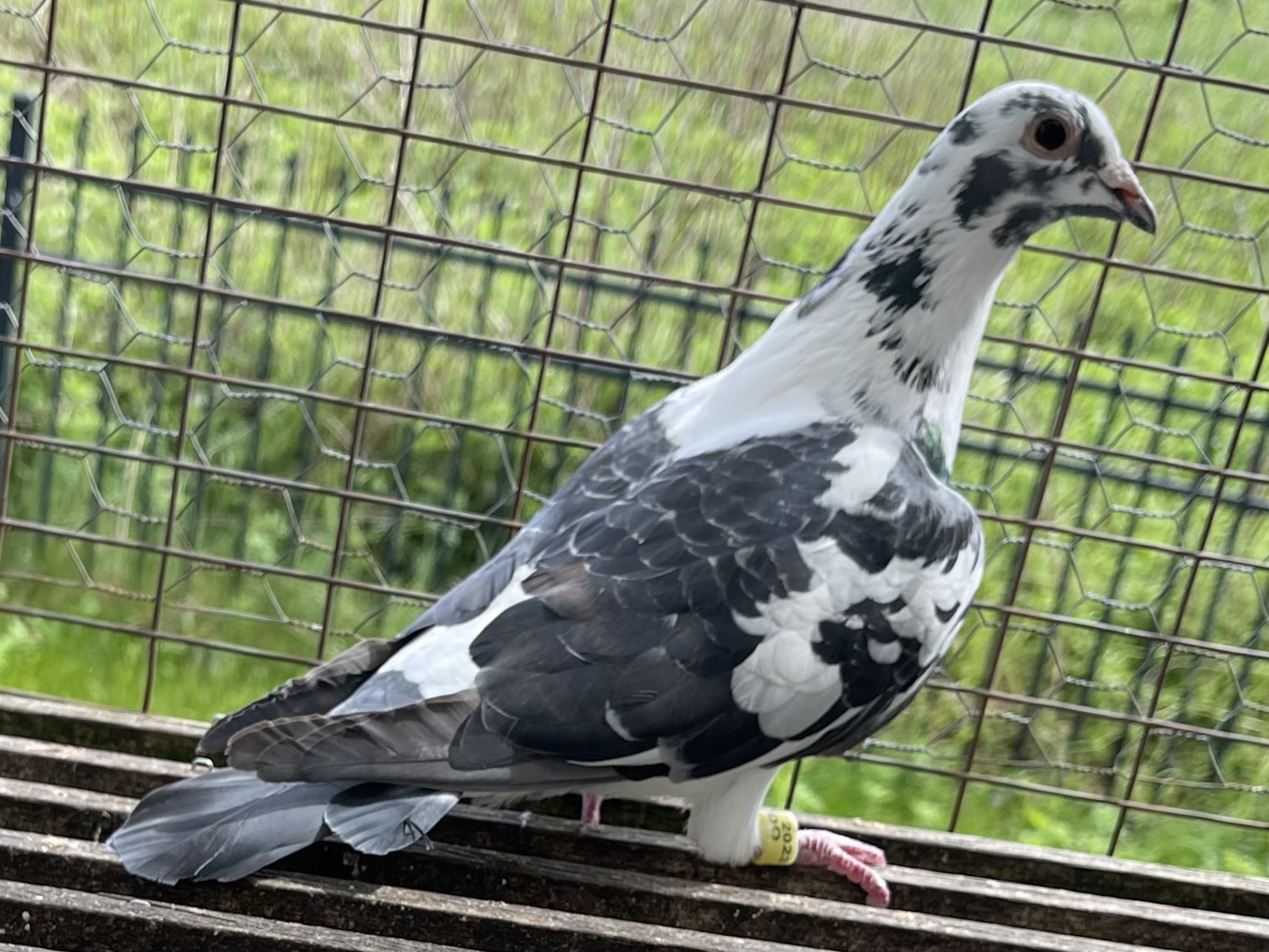 23/LUDO-333 - Pied Hen - 1st Place winner