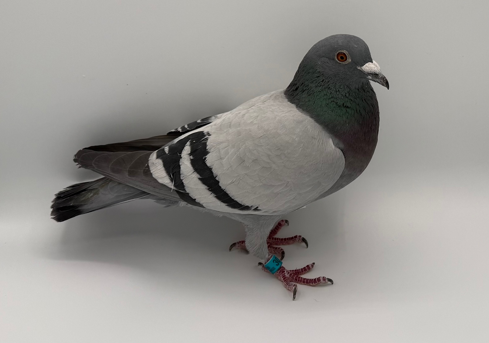 PROVEN LINES OF OLR WINNERS